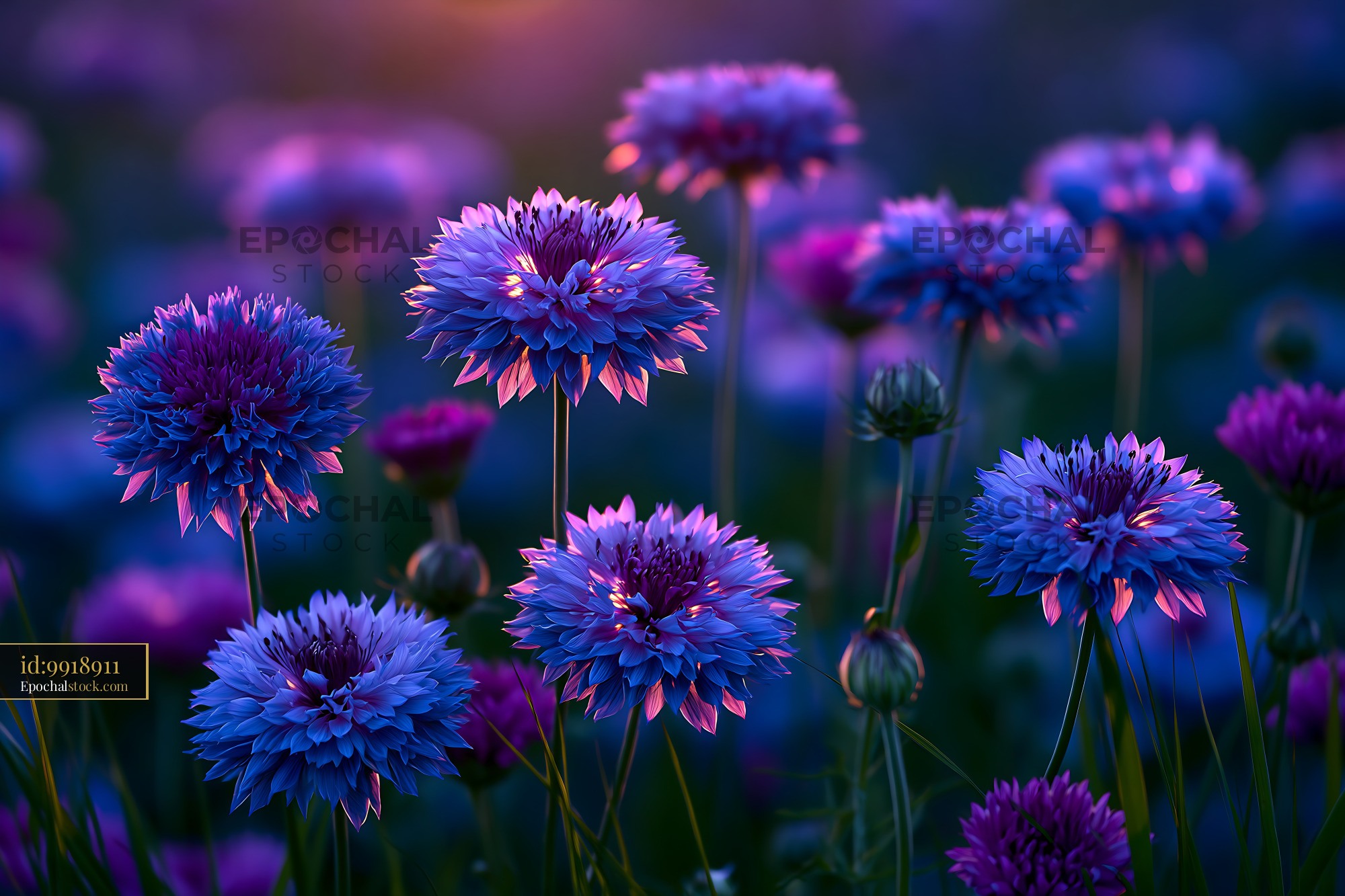 Watermarked full-resolution preview of Vibrant flowers in a colorful field during sunset