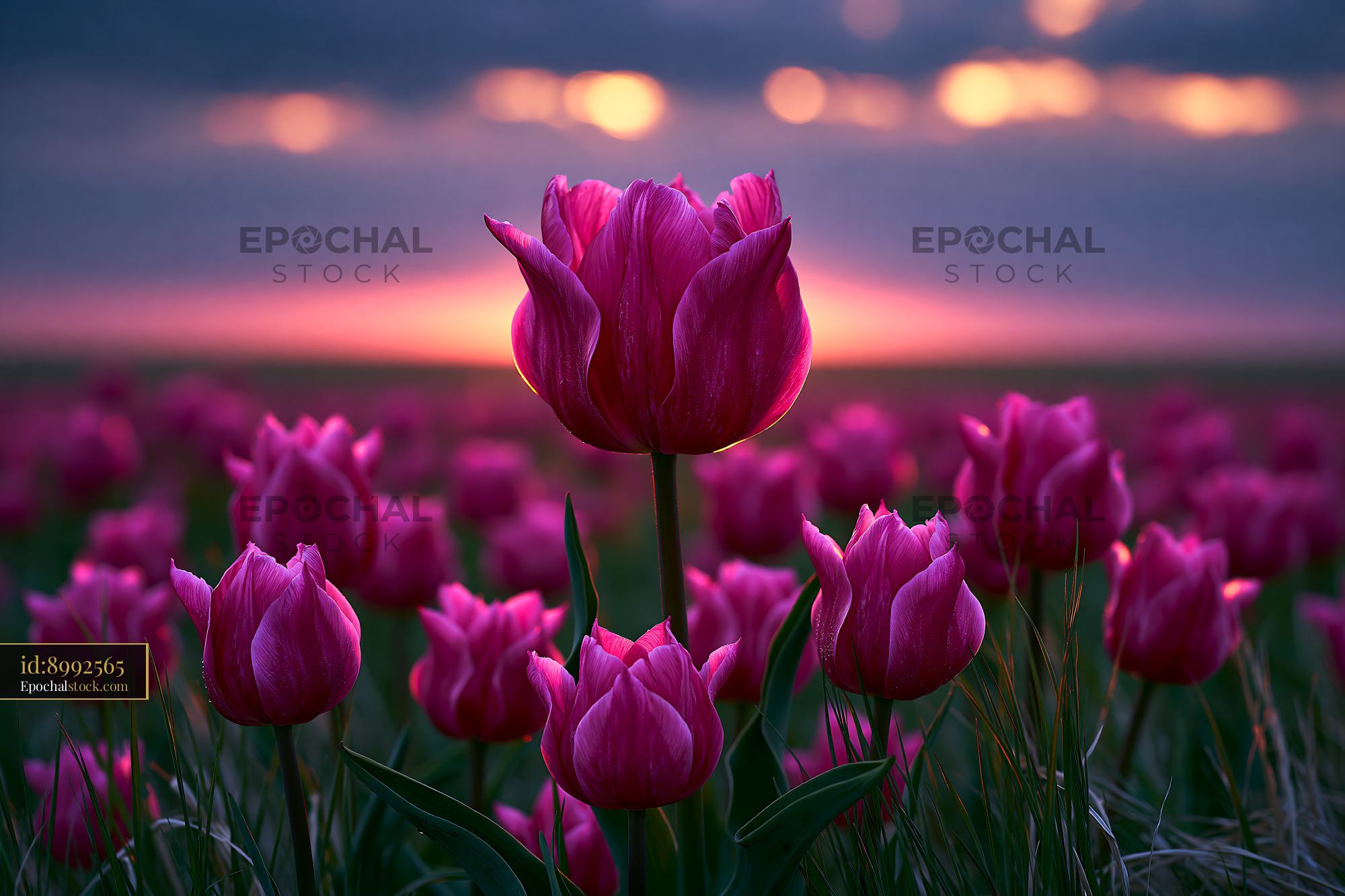 Watermarked full-resolution preview of Vivid magenta tulip among flowers at sunset