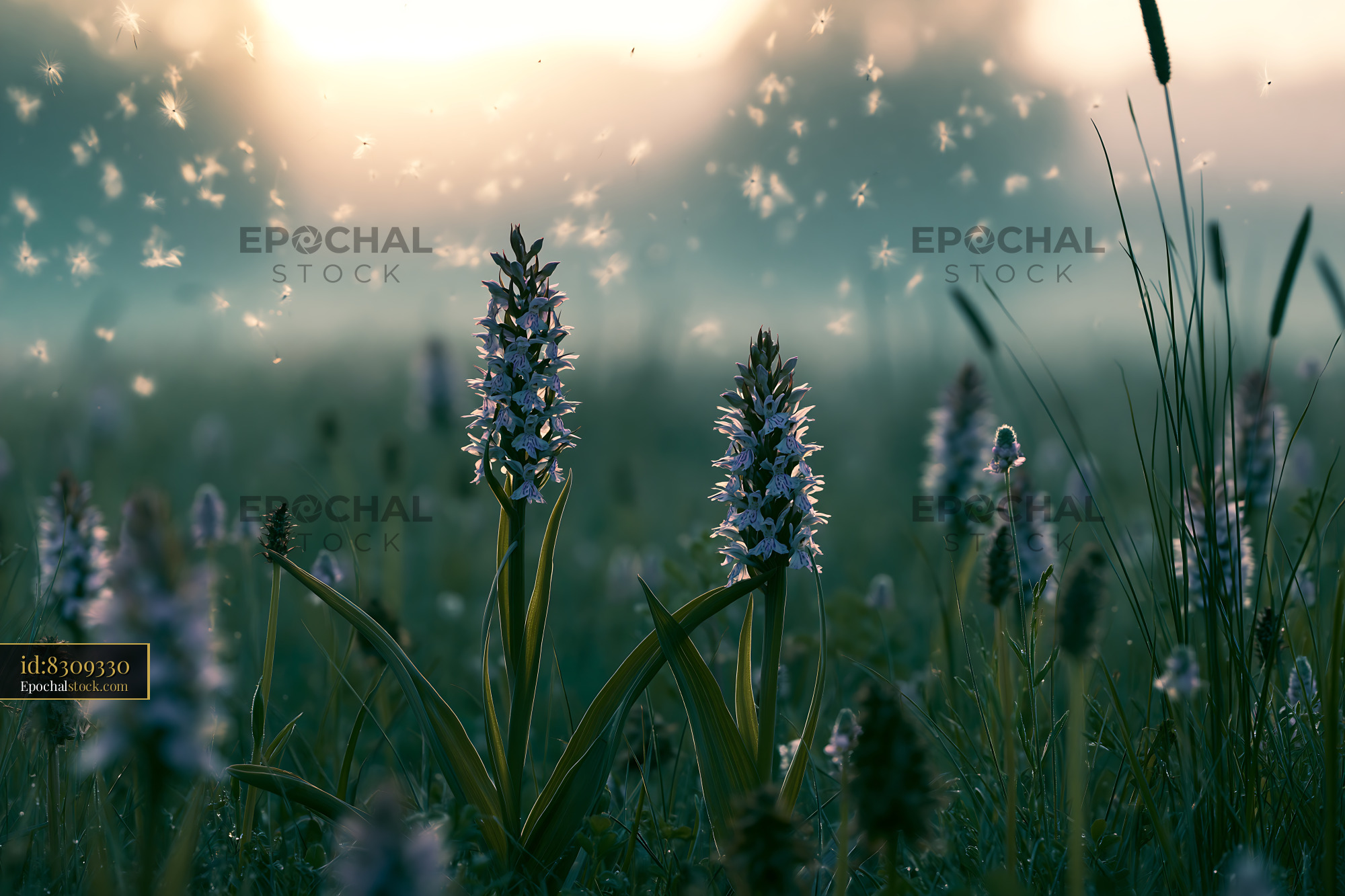 Watermarked full-resolution preview of Wildflowers blooming at sunrise in a meadow