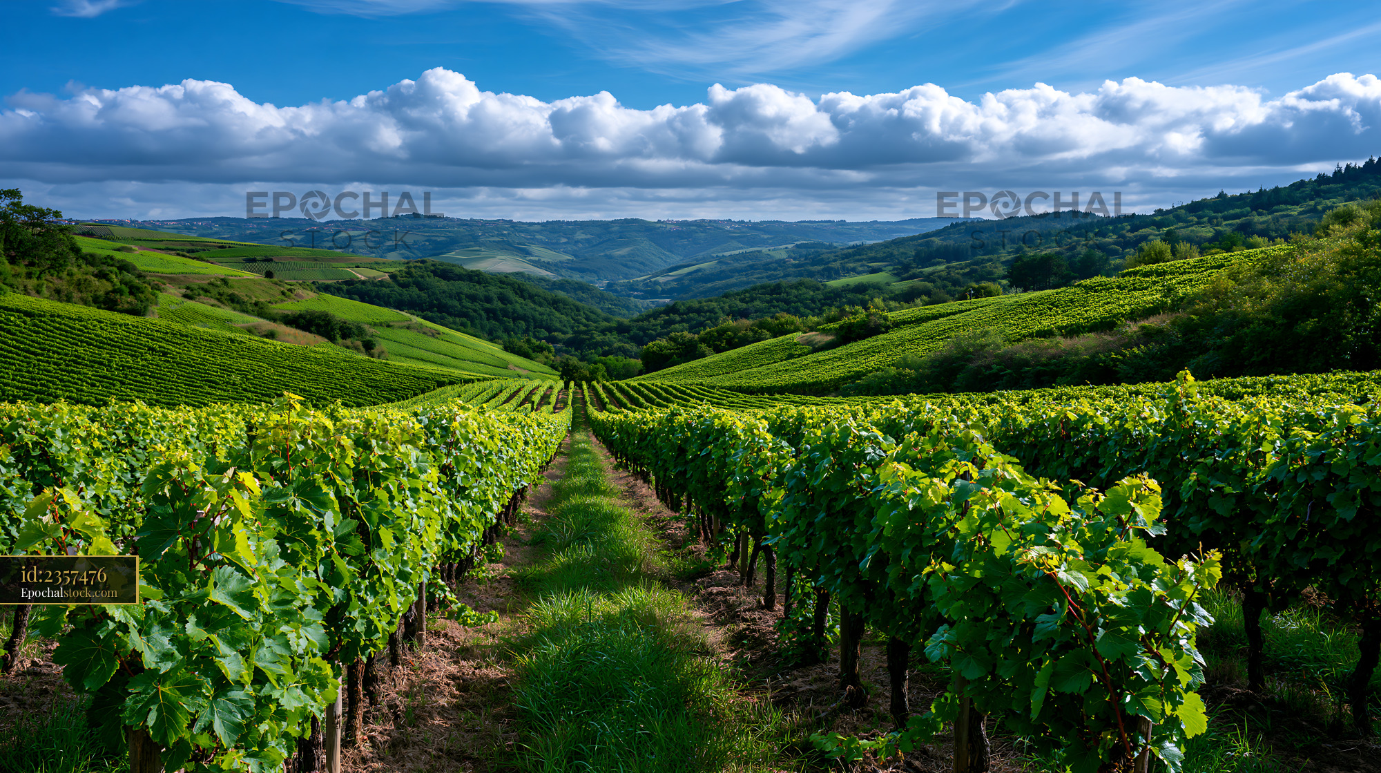 Watermarked full-resolution preview of Lush vineyard landscape with rows of grapevines and rolling hills