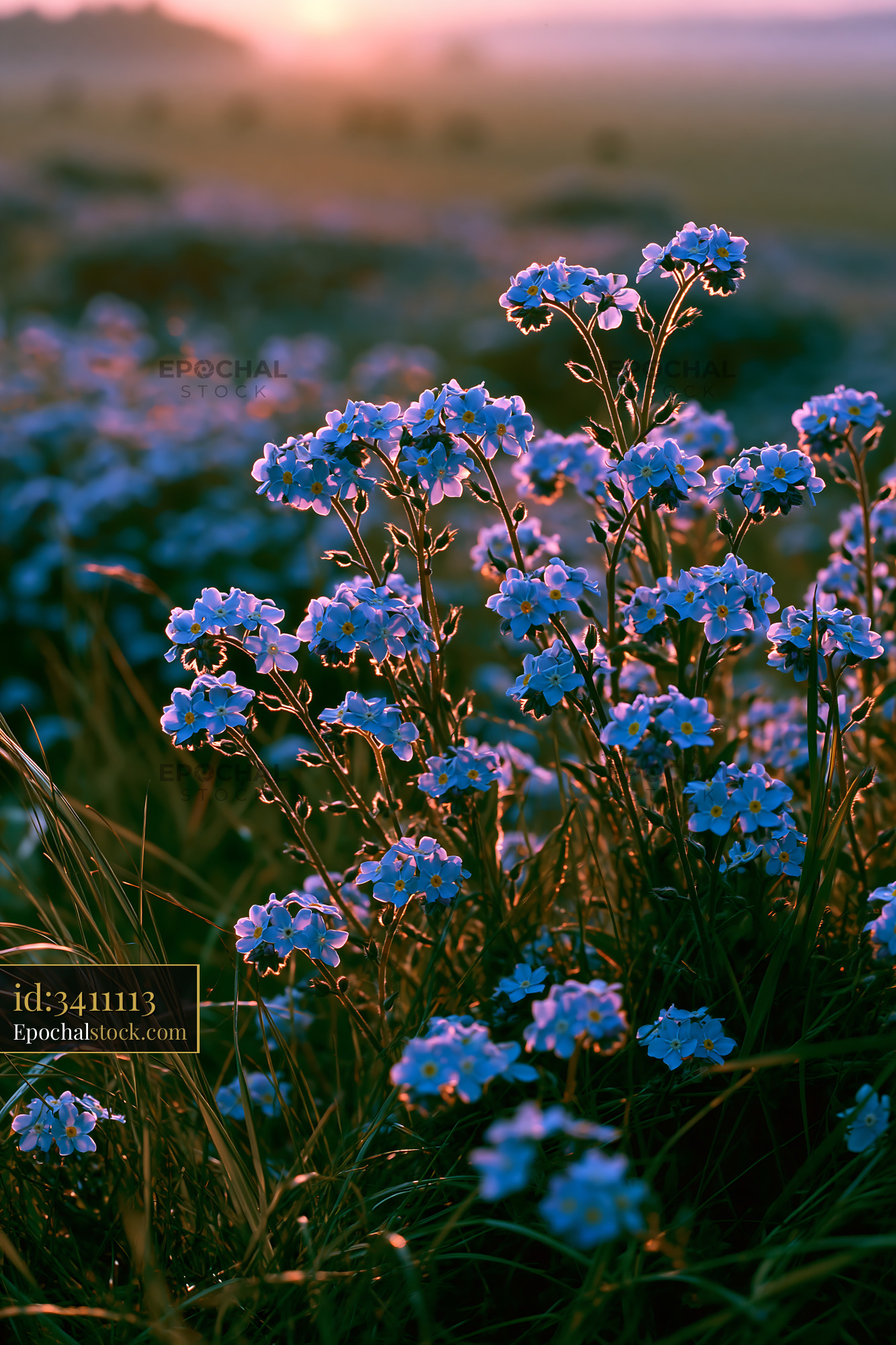 Forget-me-not Flowers Blooming in a Meadow During Golden Hour - stock photo