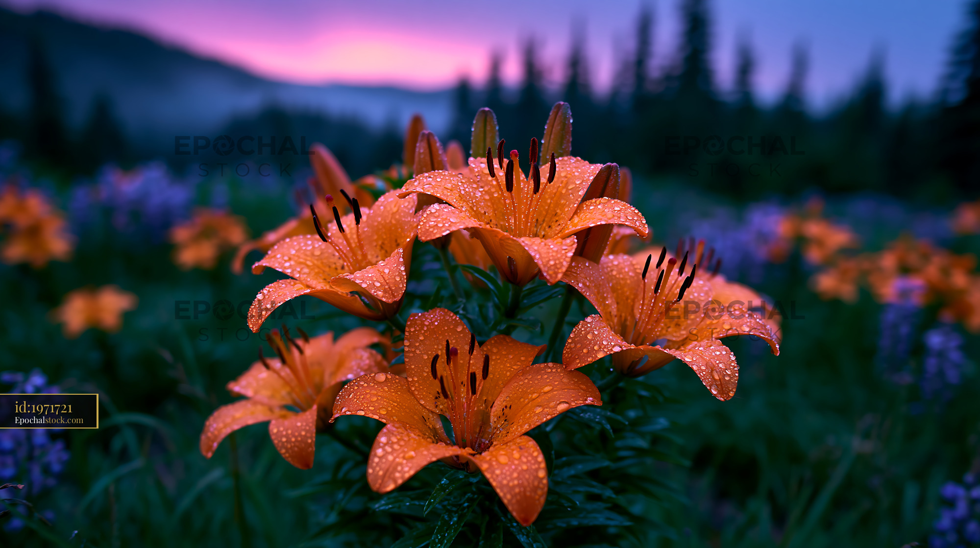 Watermarked full-resolution preview of Rain-covered orange lilies in a garden