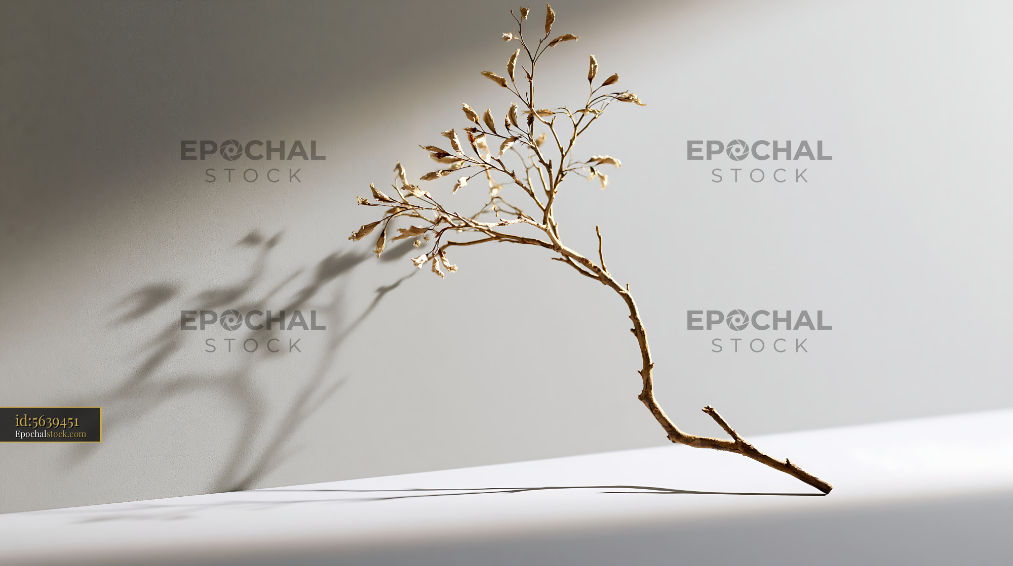 Watermarked full-resolution preview of Dried botanical branch with delicate wall shadow