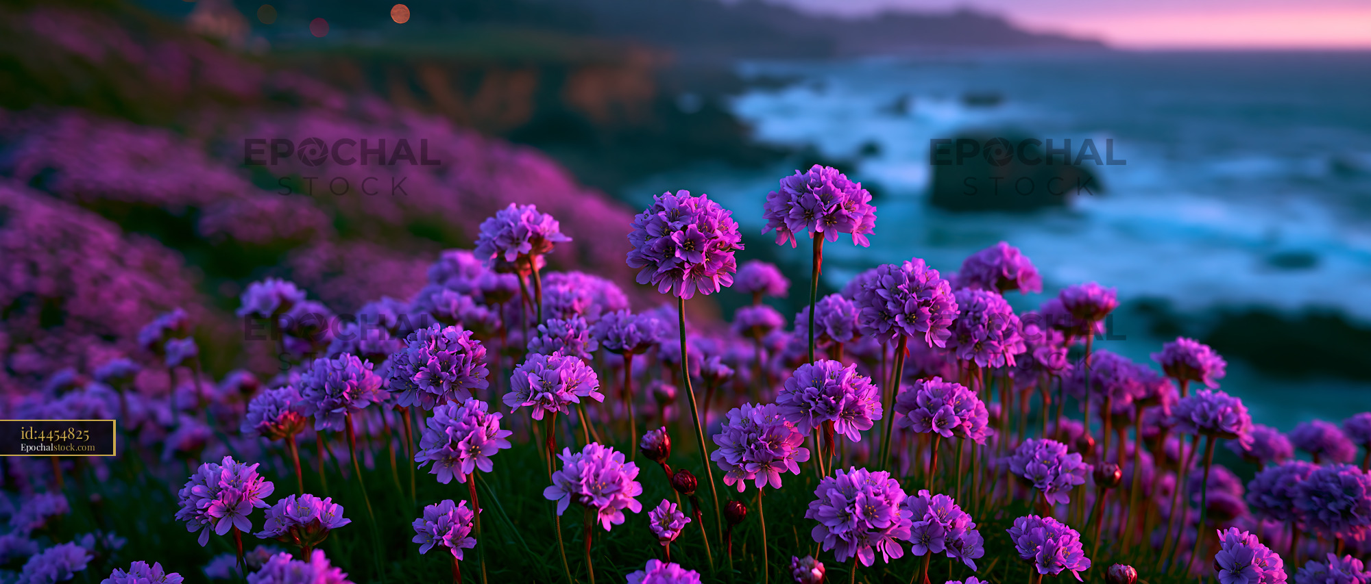 Watermarked full-resolution preview of Purple flowers bloom by rocky coast at sunset