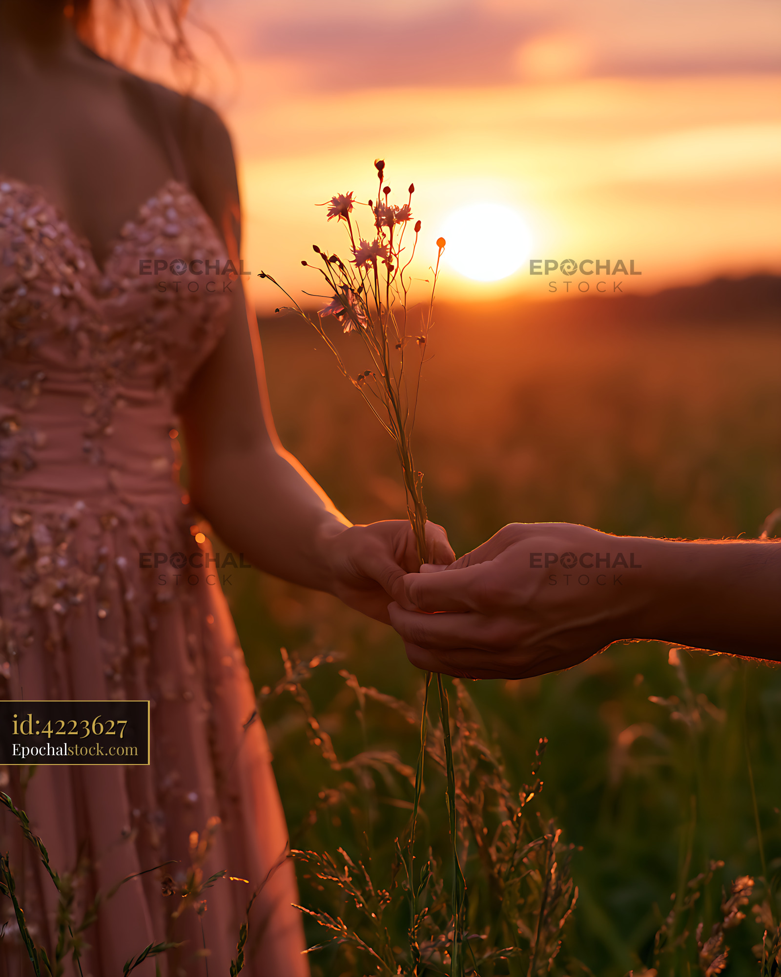 Watermarked full-resolution preview of Wildflower exchange in warm sunset light