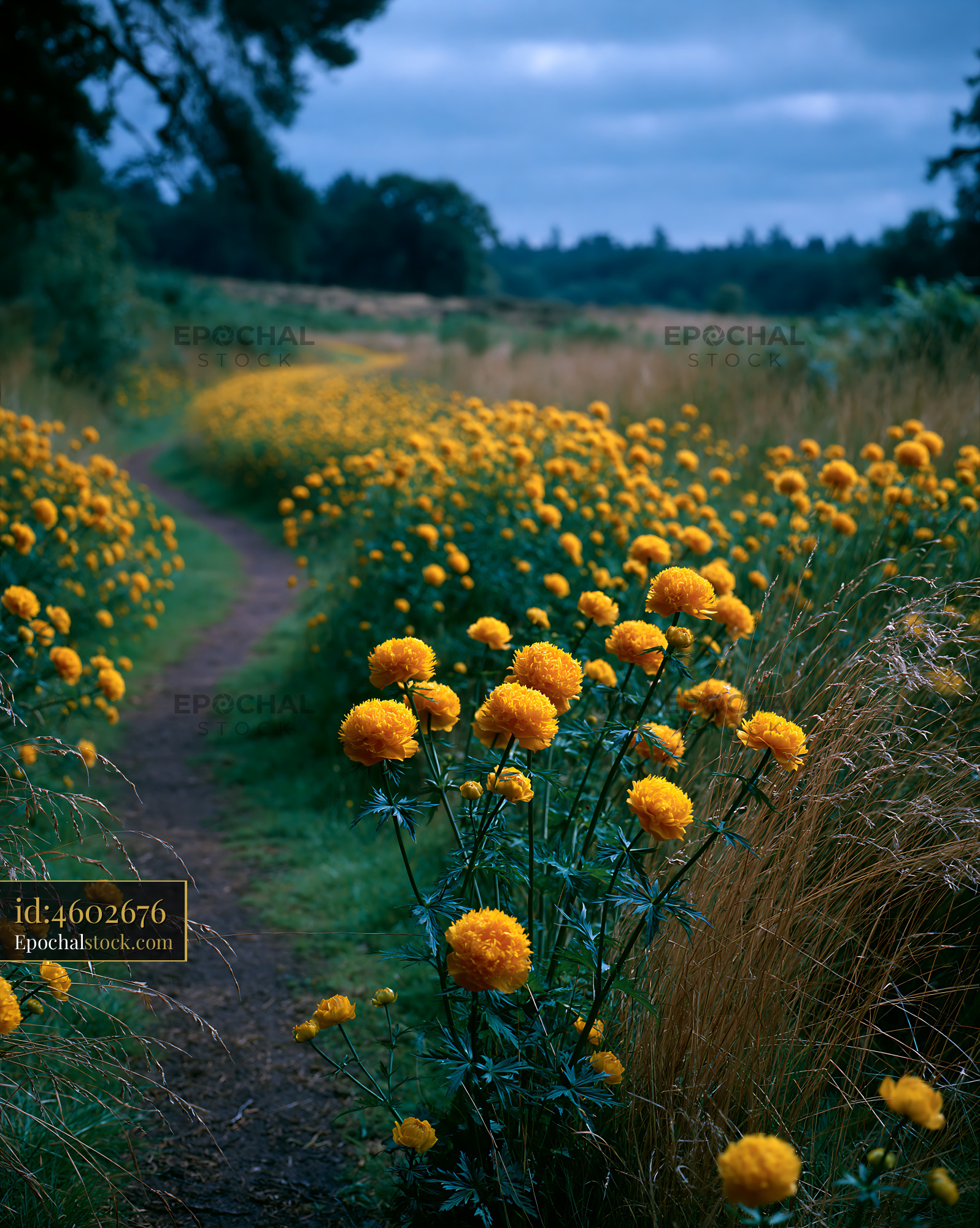 Watermarked full-resolution preview of Pathway lined with yellow flowers in a grassy field
