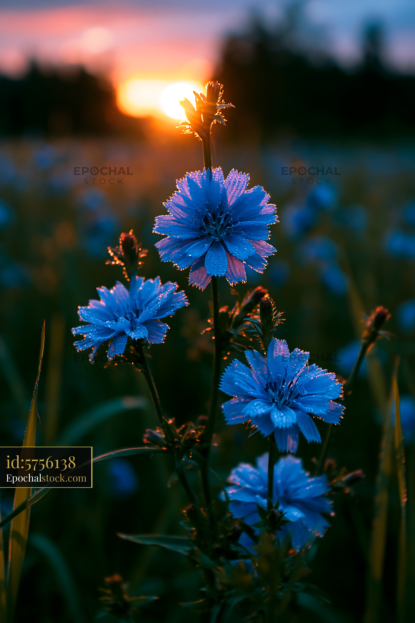 Blue Flowers Bloom at Sunset With Dew Drops on Petals - stock photo