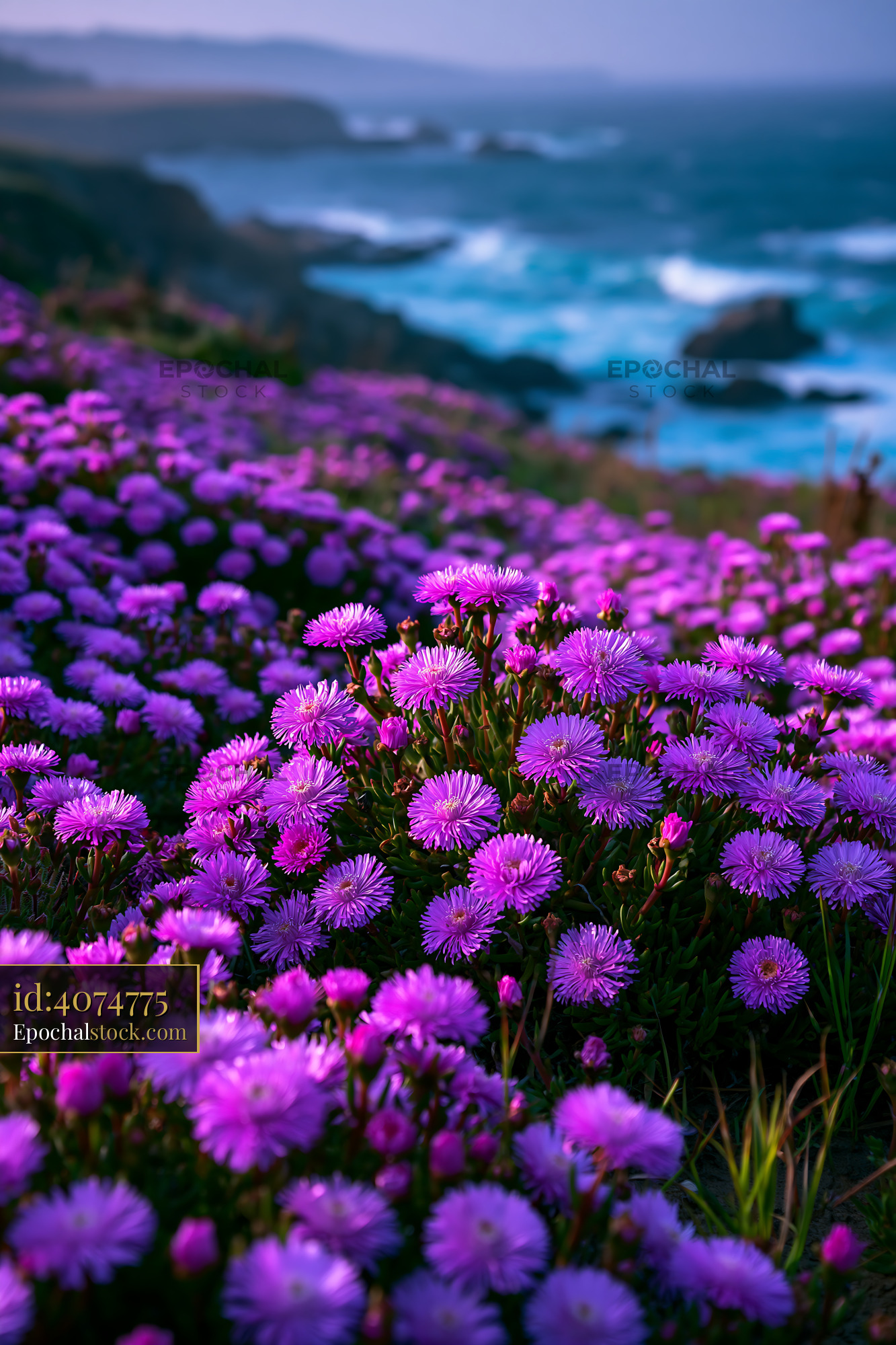 Watermarked full-resolution preview of Purple flowers bloom near ocean cliffs at dusk