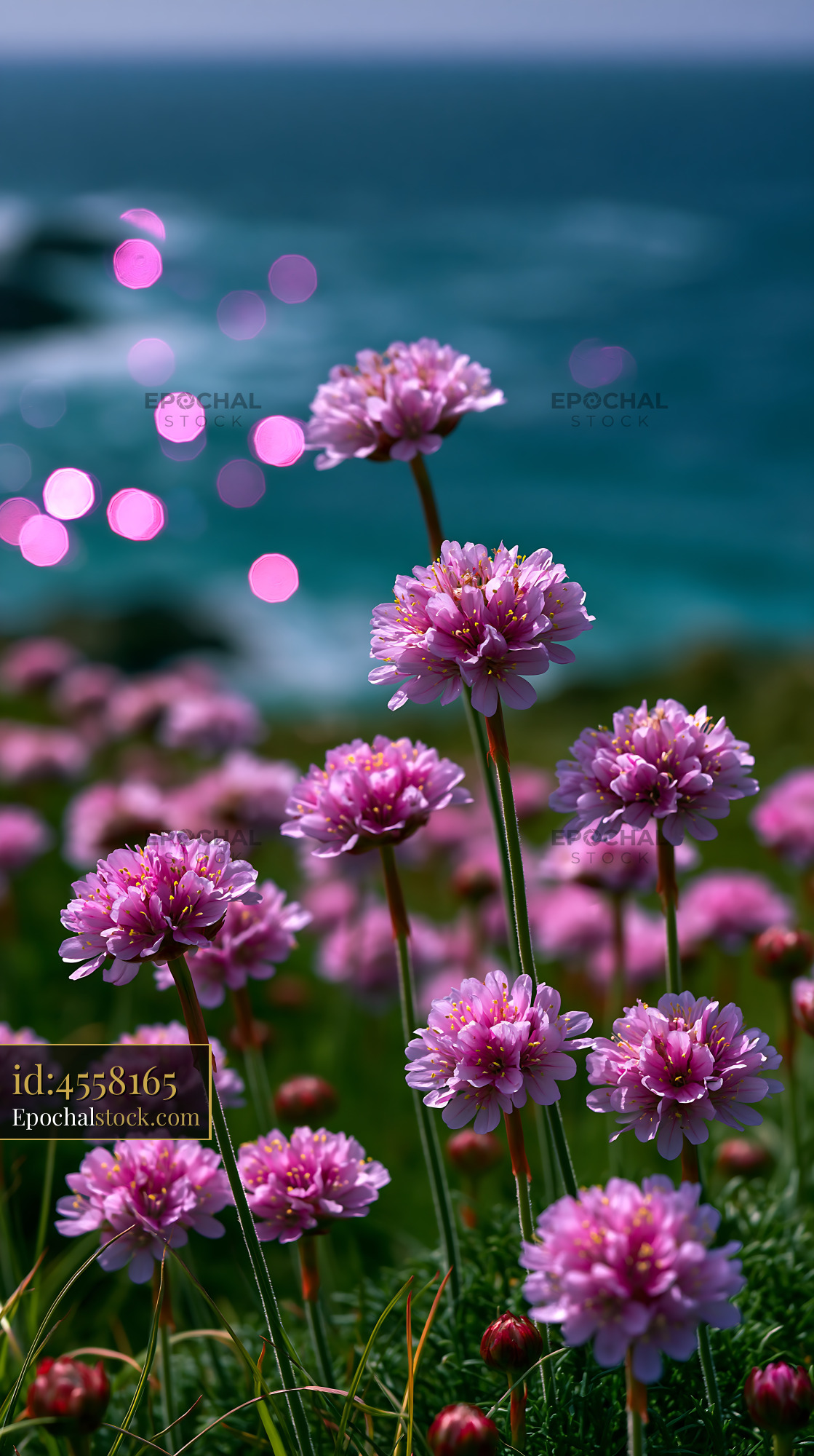 Watermarked full-resolution preview of Purple flowers bloom near the ocean shoreline