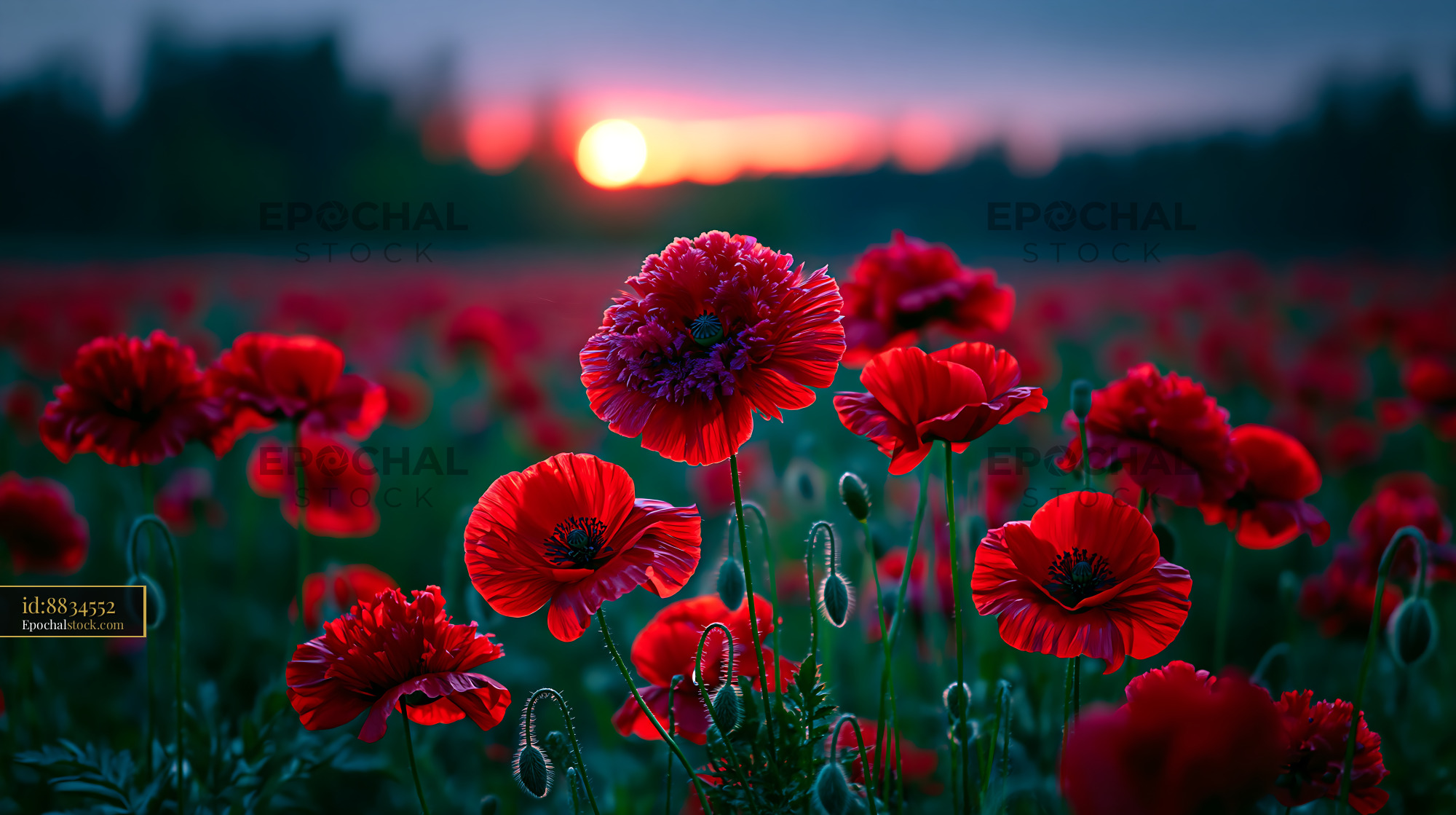 Poppies Bloom in a Field at Sunset With Distant Trees - stock photo