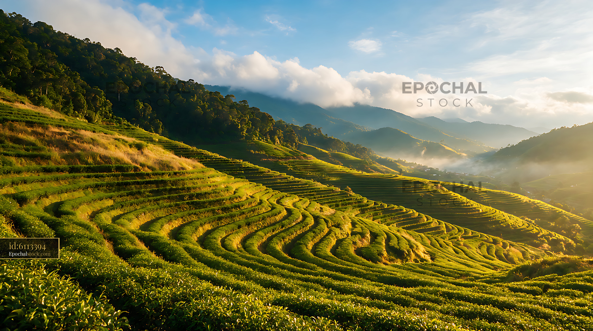 Watermarked full-resolution preview of Sunlit terraced tea fields among mountain valleys