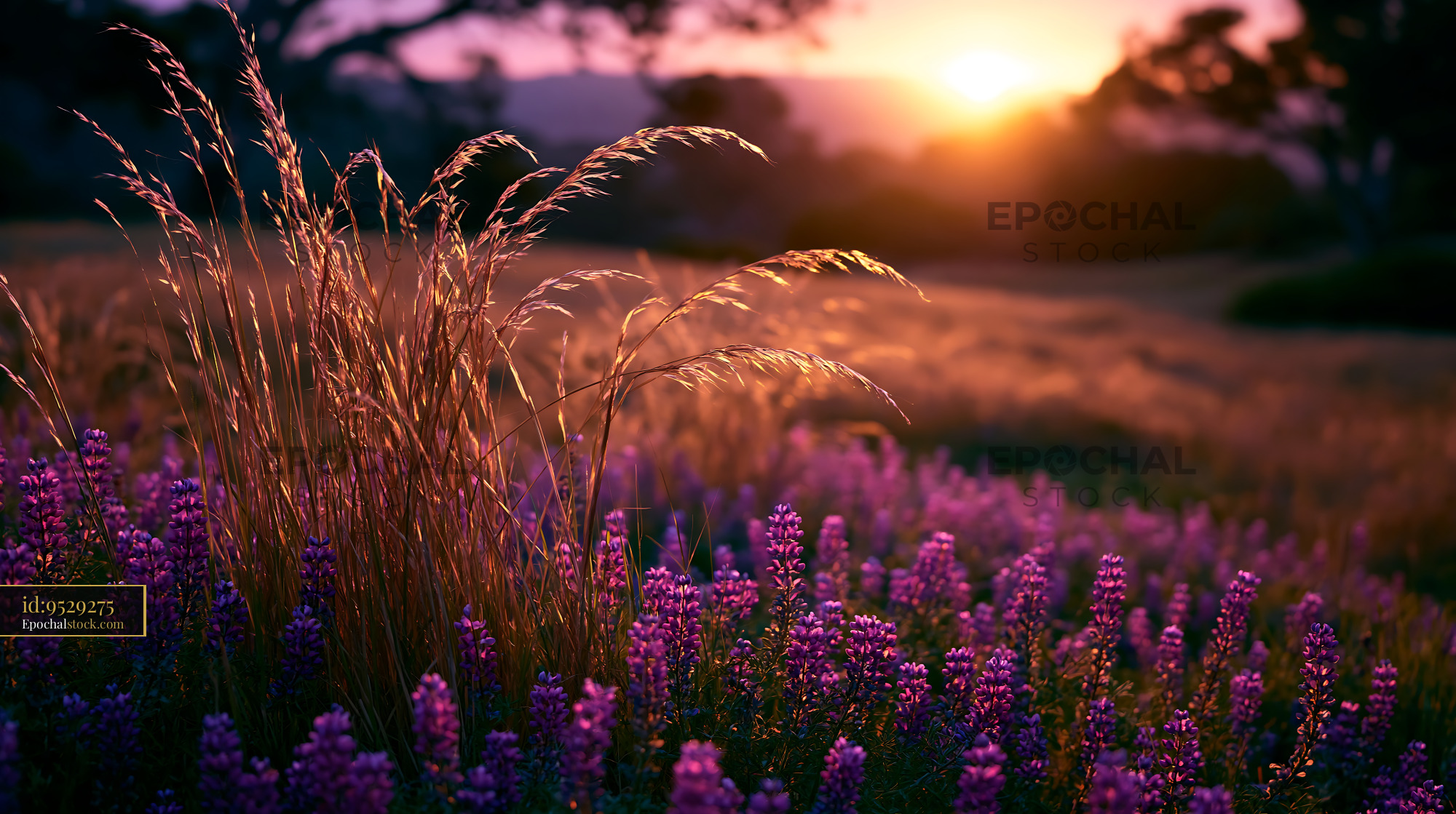 Watermarked full-resolution preview of Sunset over lavender field with tall grasses