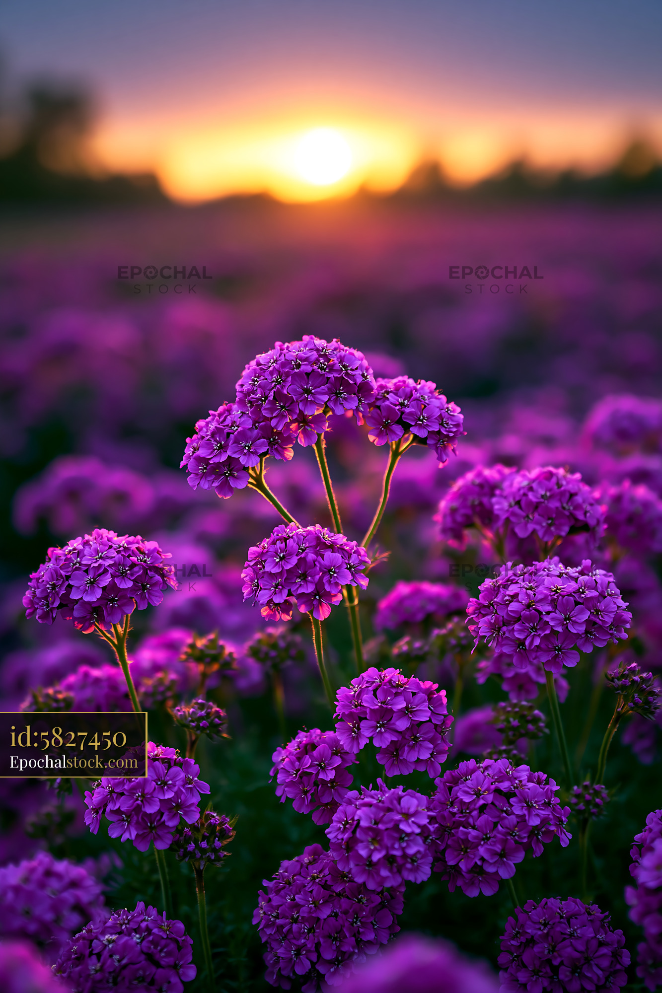 Purple Flowers Bloom in a Field at Sunset Creating a Colorful Scene - stock photo