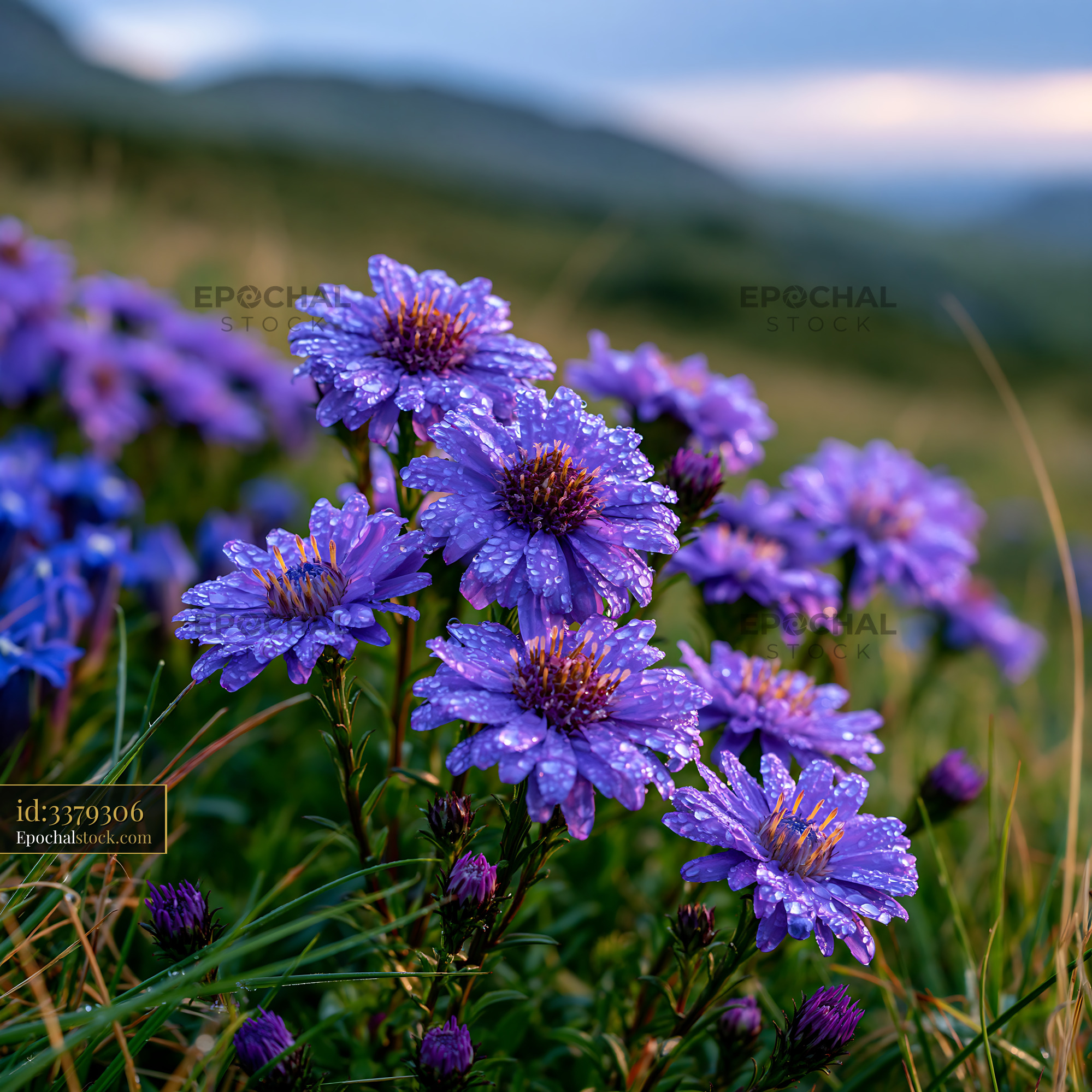 Watermarked full-resolution preview of Purple flowers with dew in a field during daylight hours