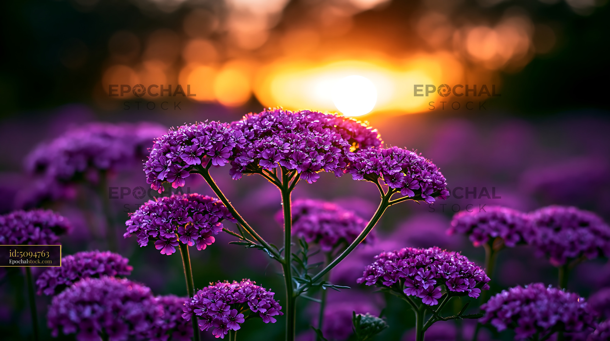 Purple Flowers Bloom Under Sunset Glow With Warm Light - stock photo