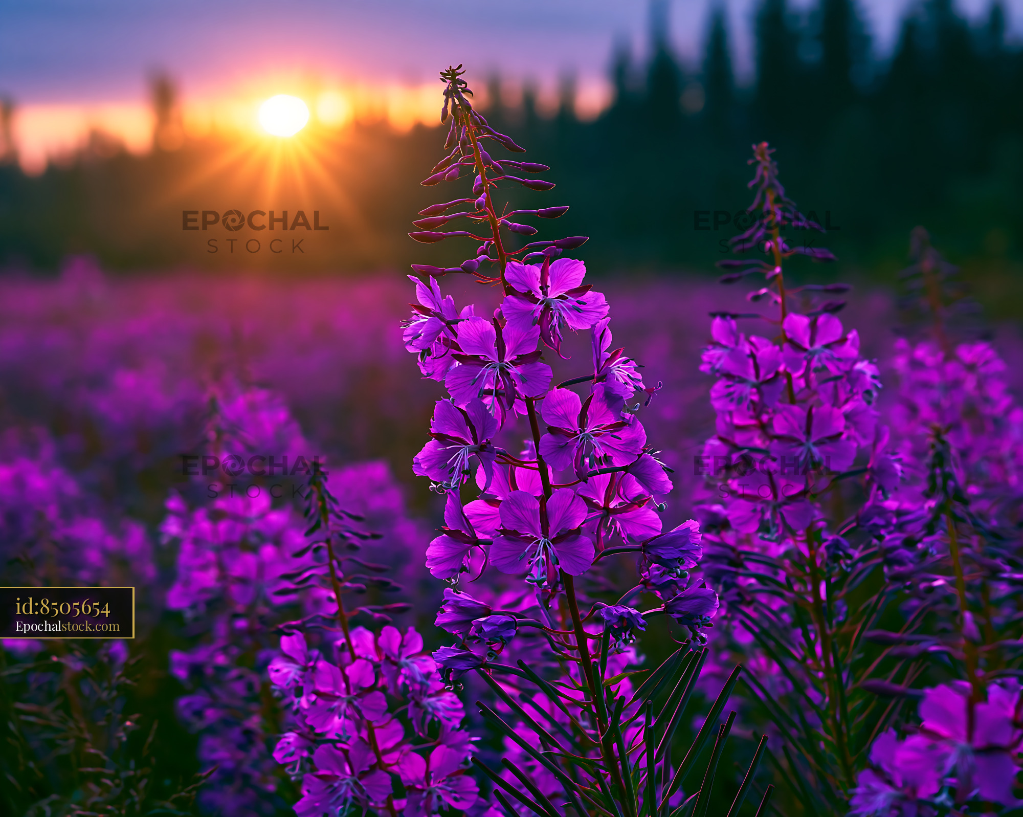 Purple Flowers Bloom Under Sunset Light in a Natural Setting - stock photo
