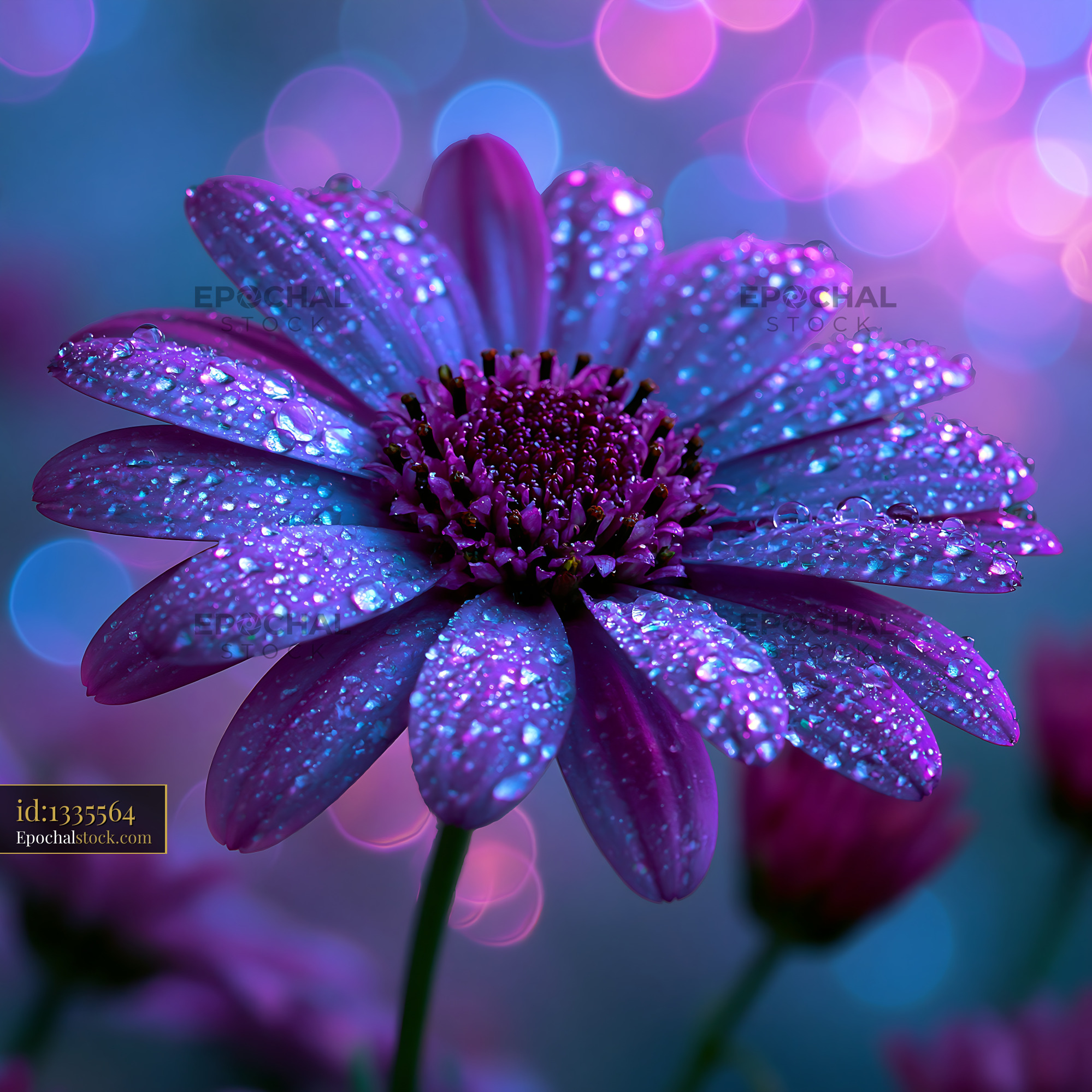 Watermarked full-resolution preview of Purple flower with droplets and colorful bokeh background