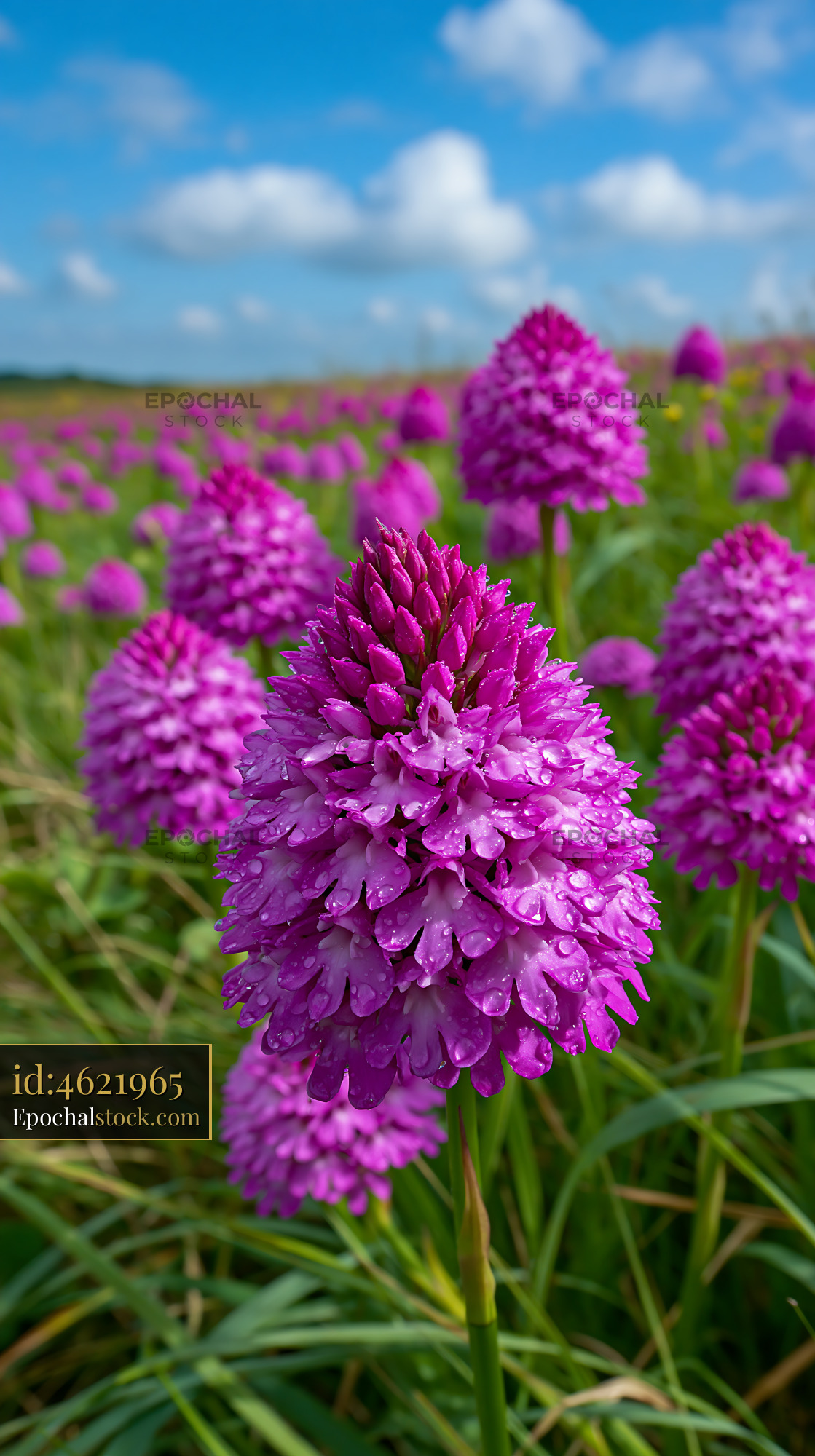 Watermarked full-resolution preview of Vivid Purple Bloom with Fresh Water Droplets