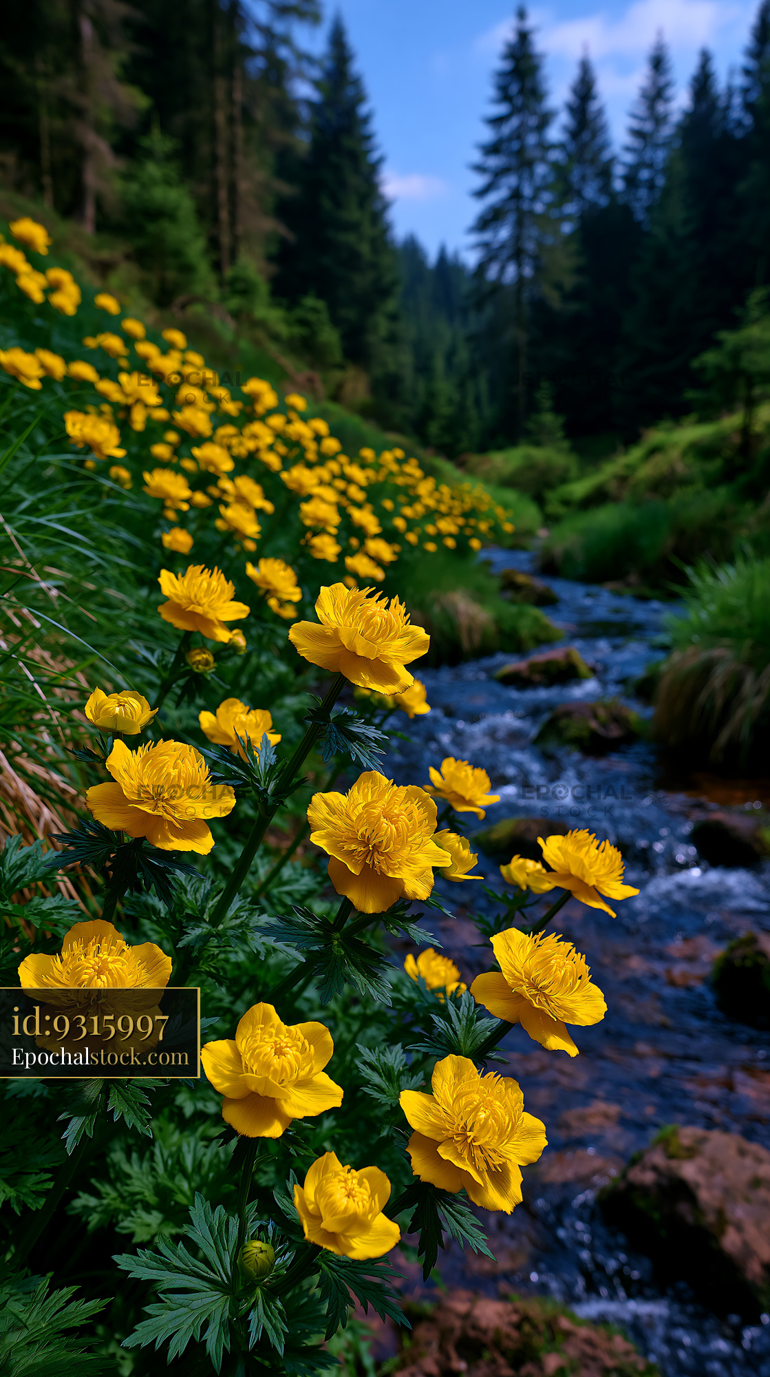 Globeflowers in Bloom Beside a Stream in a Green Meadow - stock photo