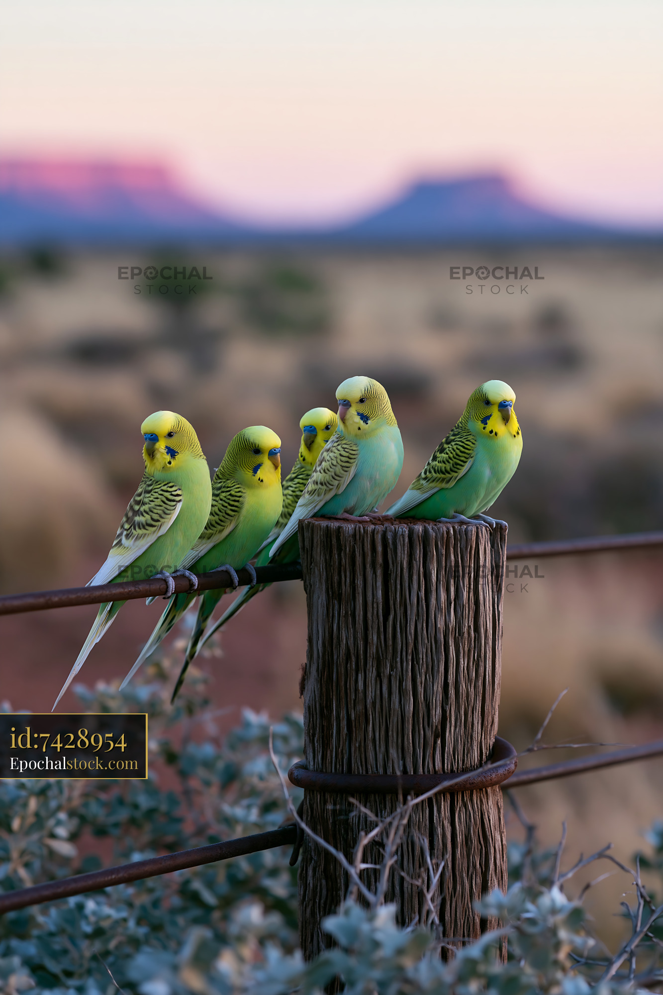 Watermarked full-resolution preview of Colorful budgerigars perched over a desert view