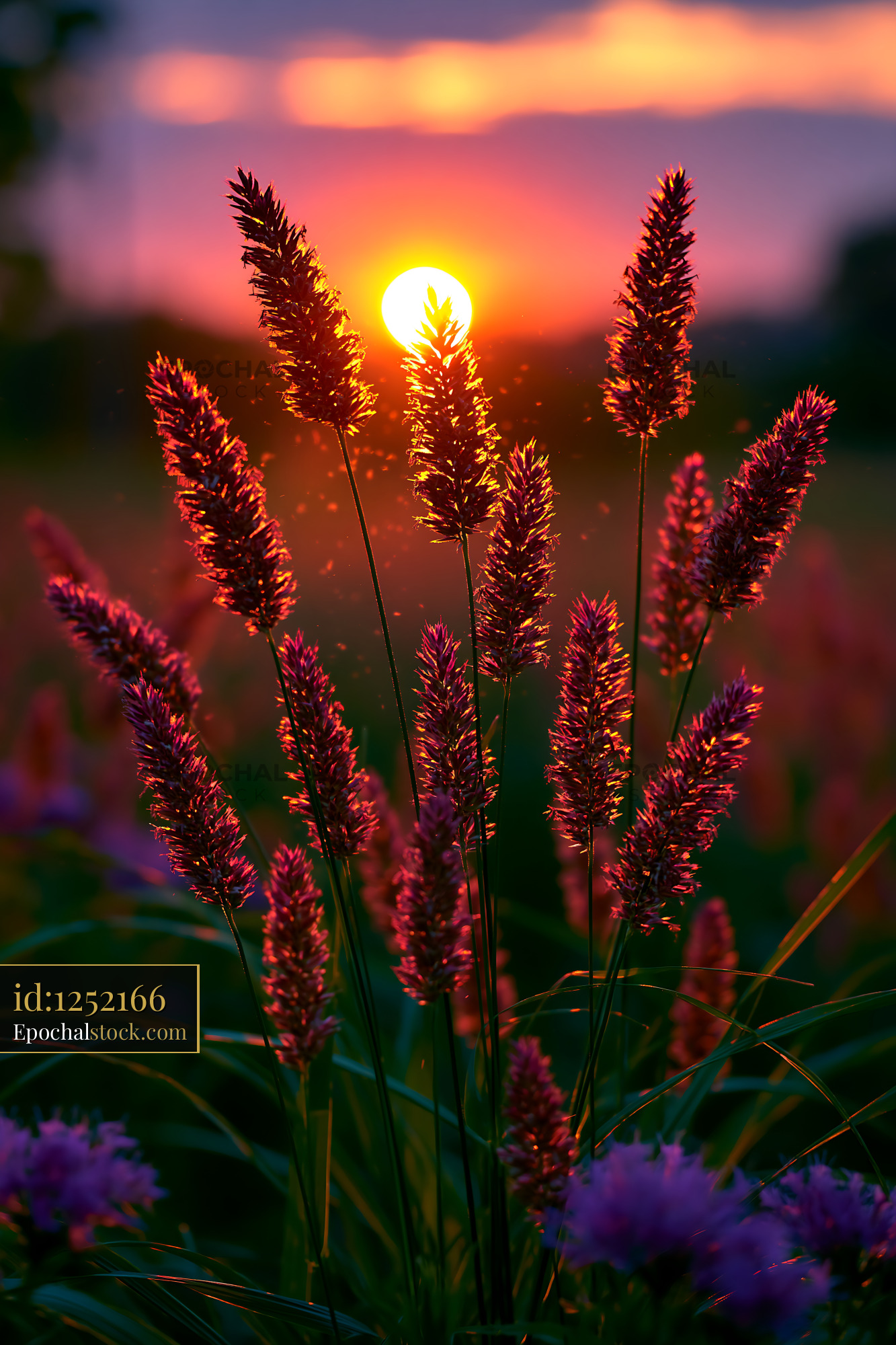 Watermarked full-resolution preview of Sunset over grassy flowers in a field