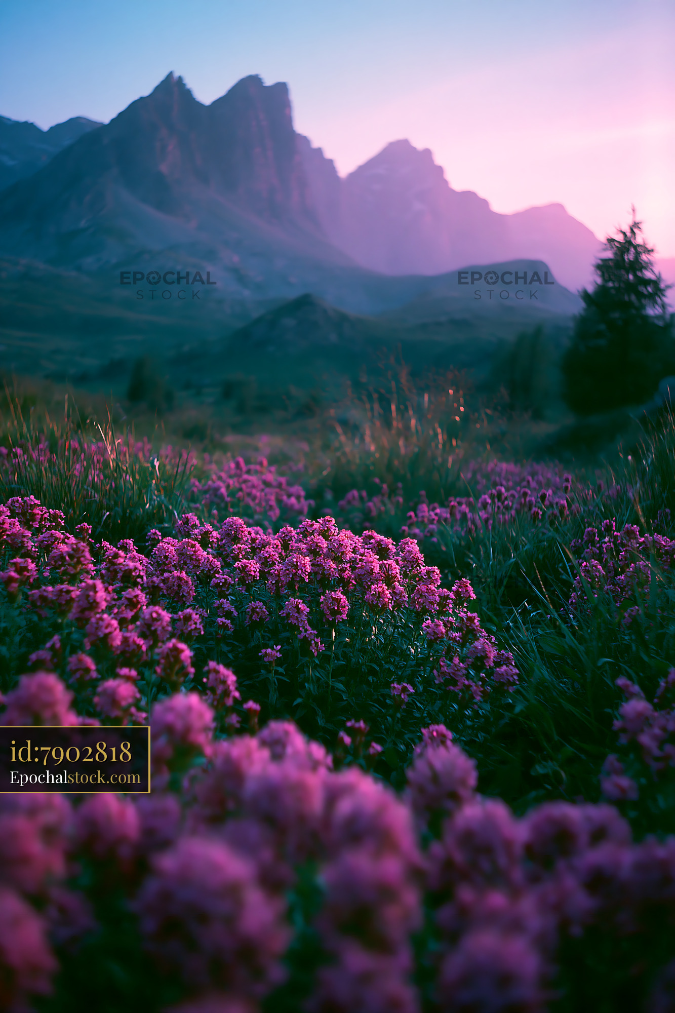 Wildflowers in Bloom With Mountains at Sunset - stock photo