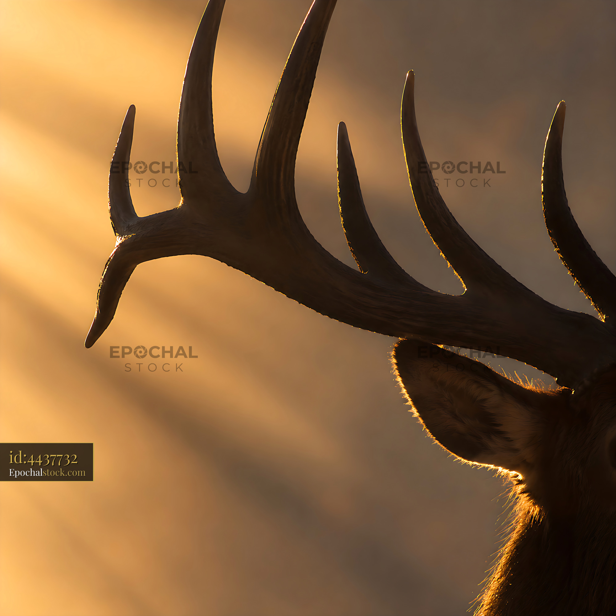 Watermarked full-resolution preview of Sunlit deer with large antlers in soft golden light