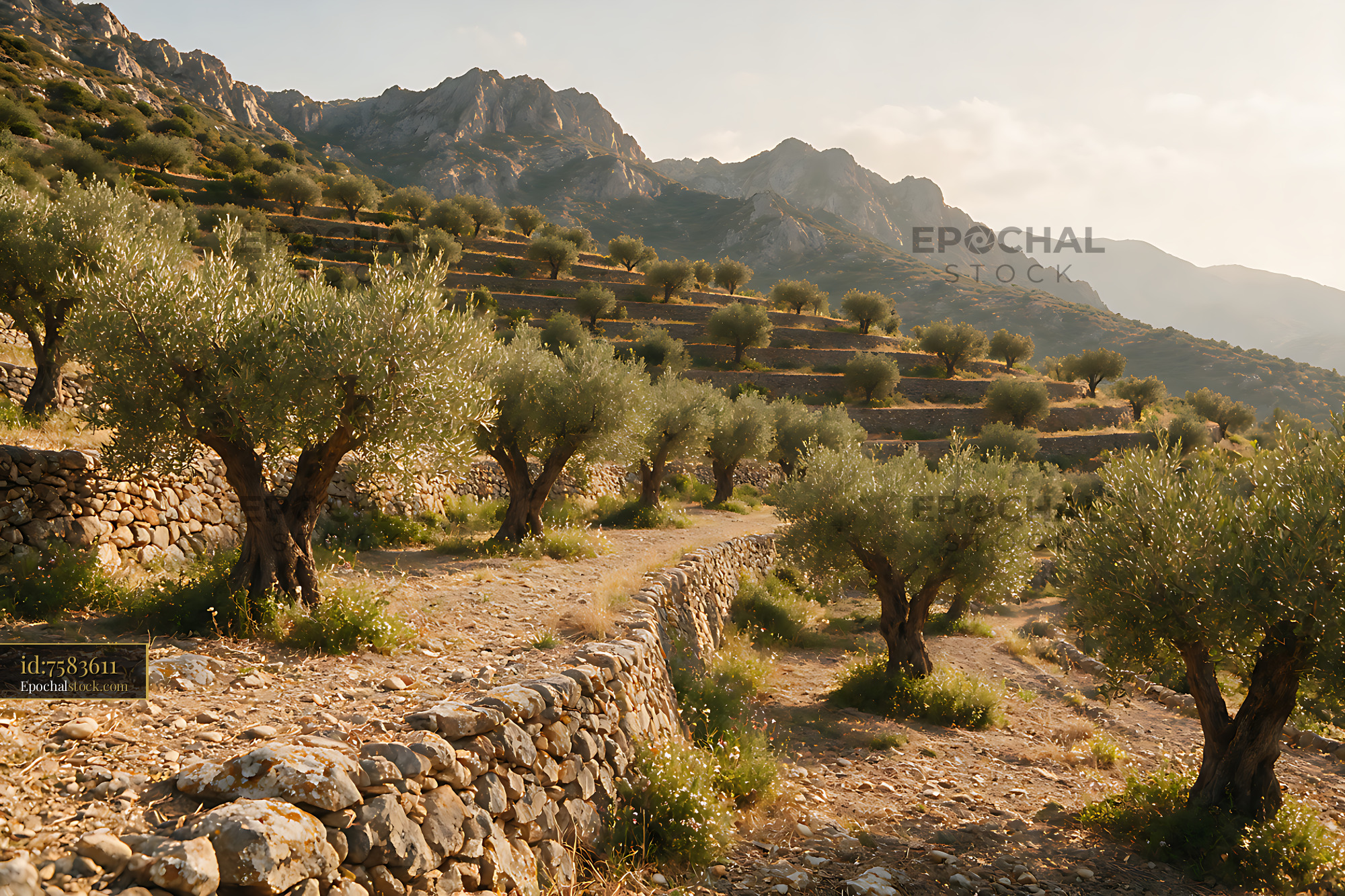 Watermarked full-resolution preview of Olive trees and stone terraces in a mountain landscape