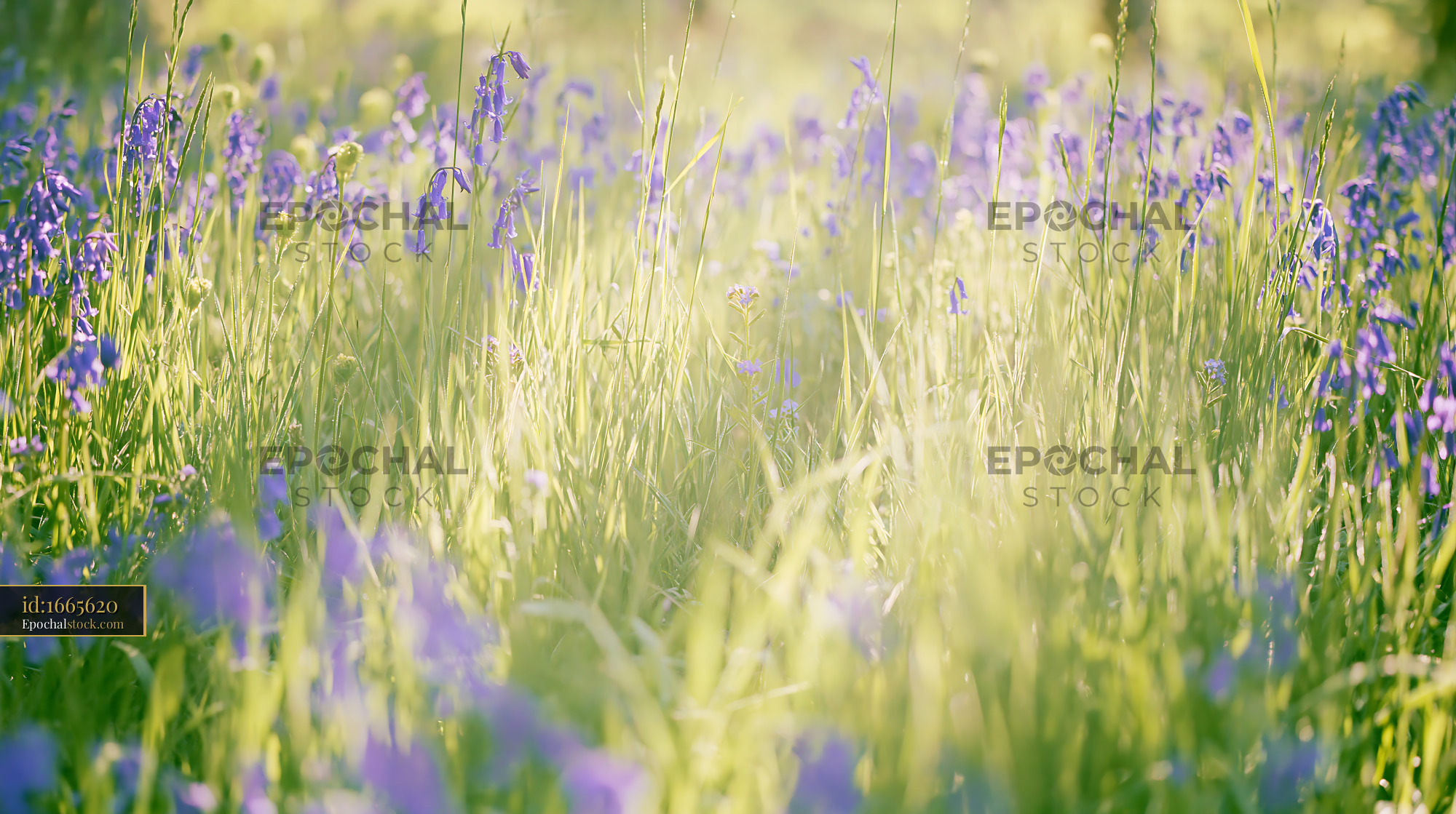 Watermarked full-resolution preview of Wildflowers blooming in a meadow during spring