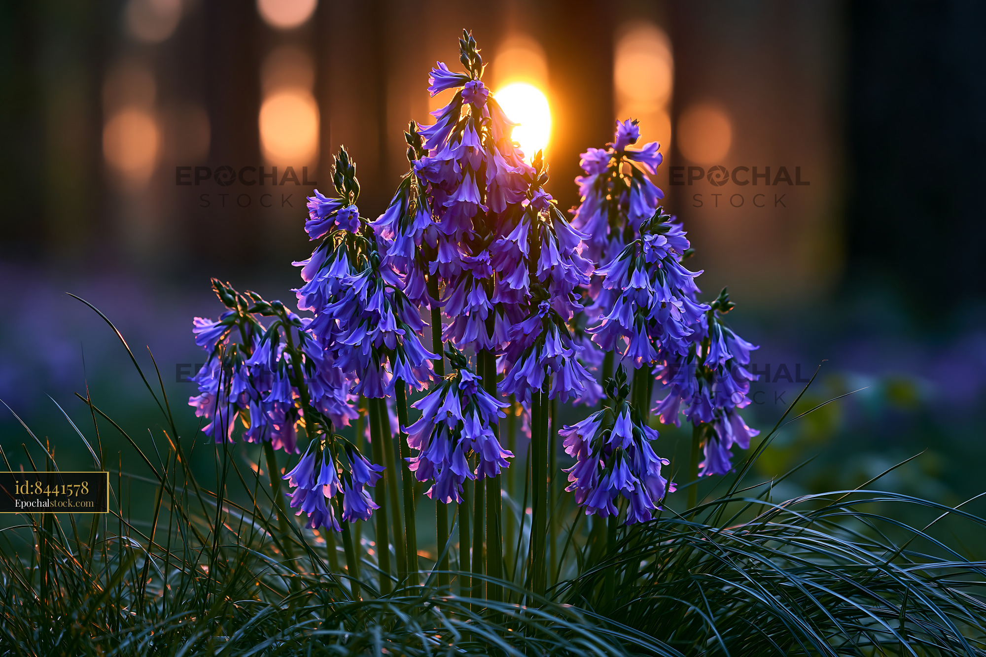 Watermarked full-resolution preview of Flowers bloom during sunset in a forest area
