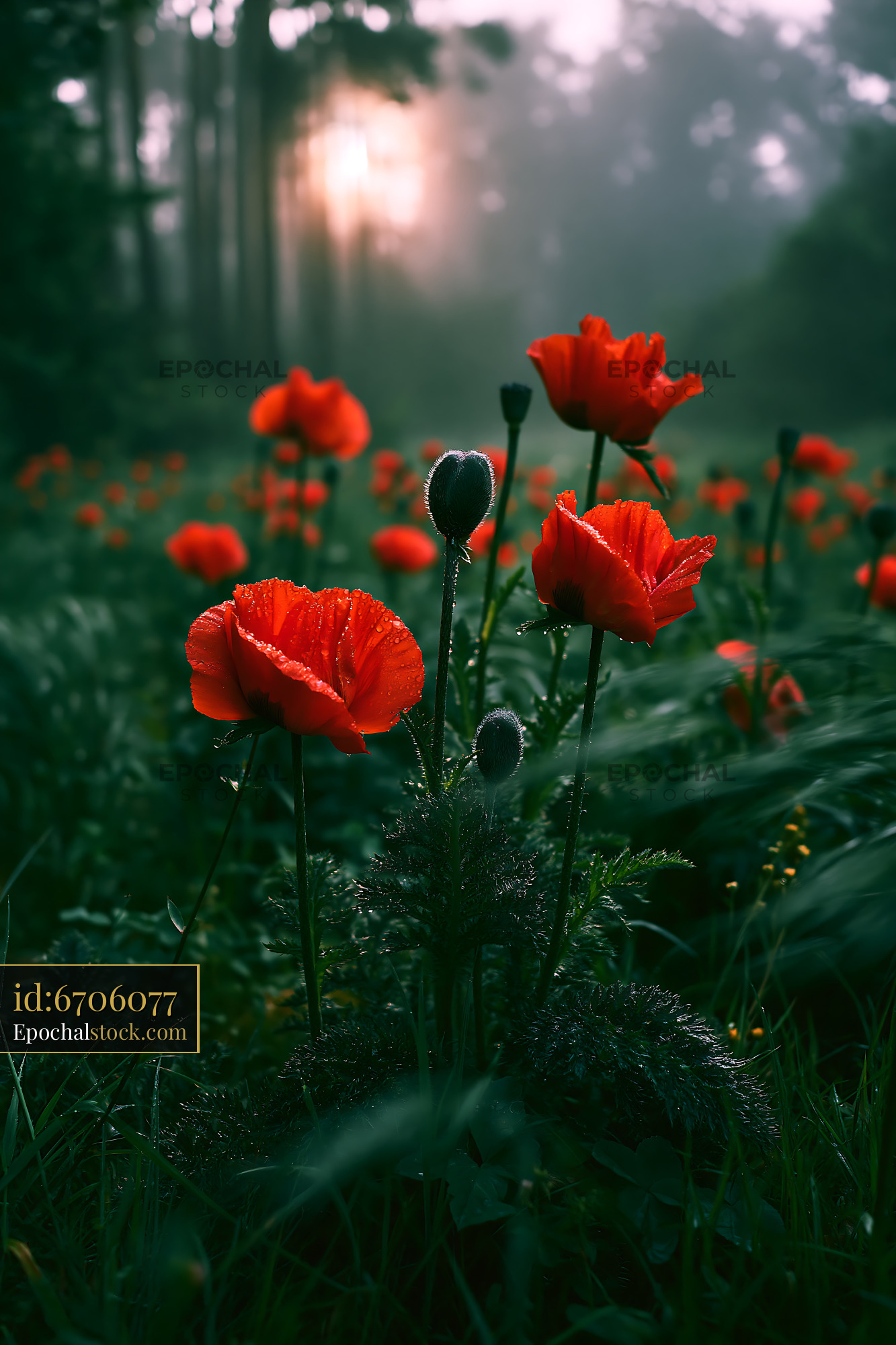 Watermarked full-resolution preview of Red poppies bloom in a misty forest field at sunrise
