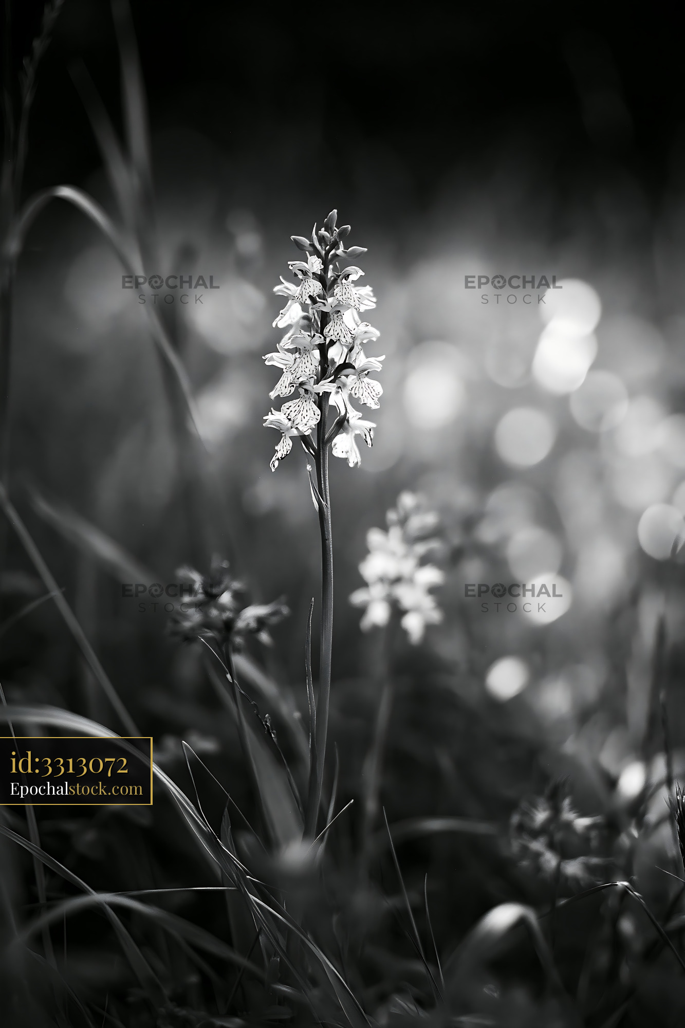 Watermarked full-resolution preview of Flowering plant in black and white with blurred background