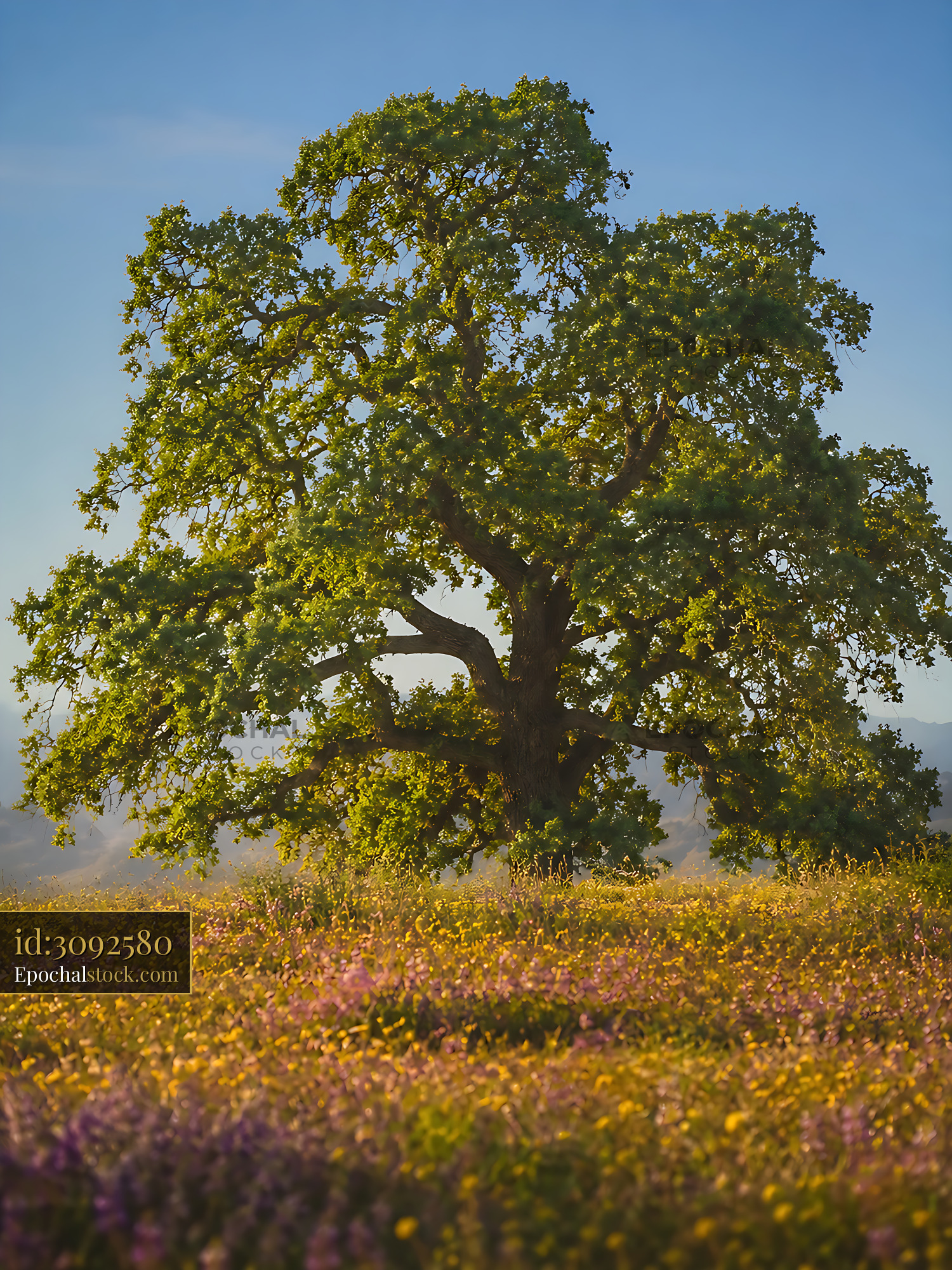 Watermarked full-resolution preview of Large oak tree in a field of wildflowers during sunny day