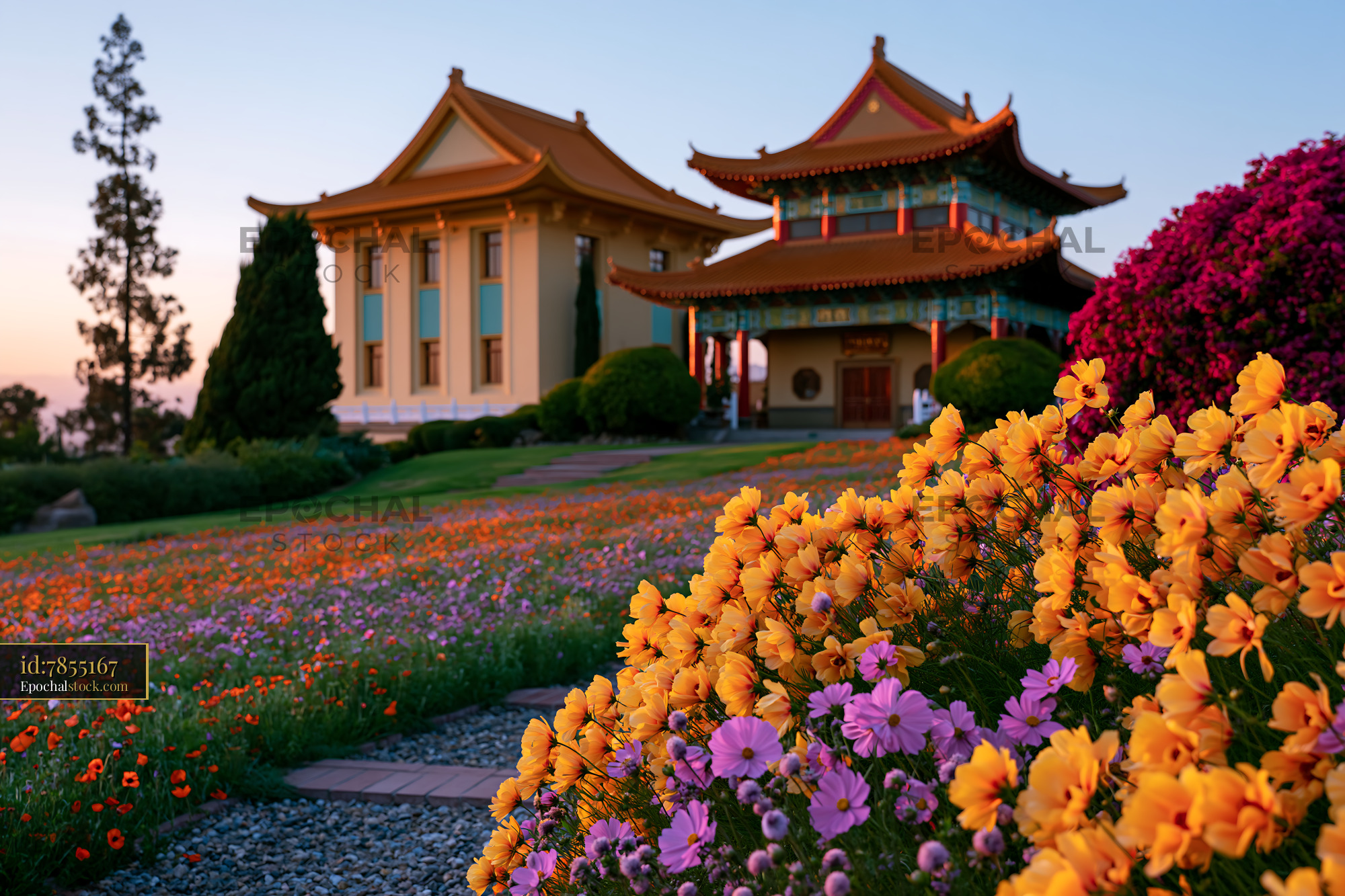Watermarked full-resolution preview of Colorful flowers in front of Asian buildings during sunset