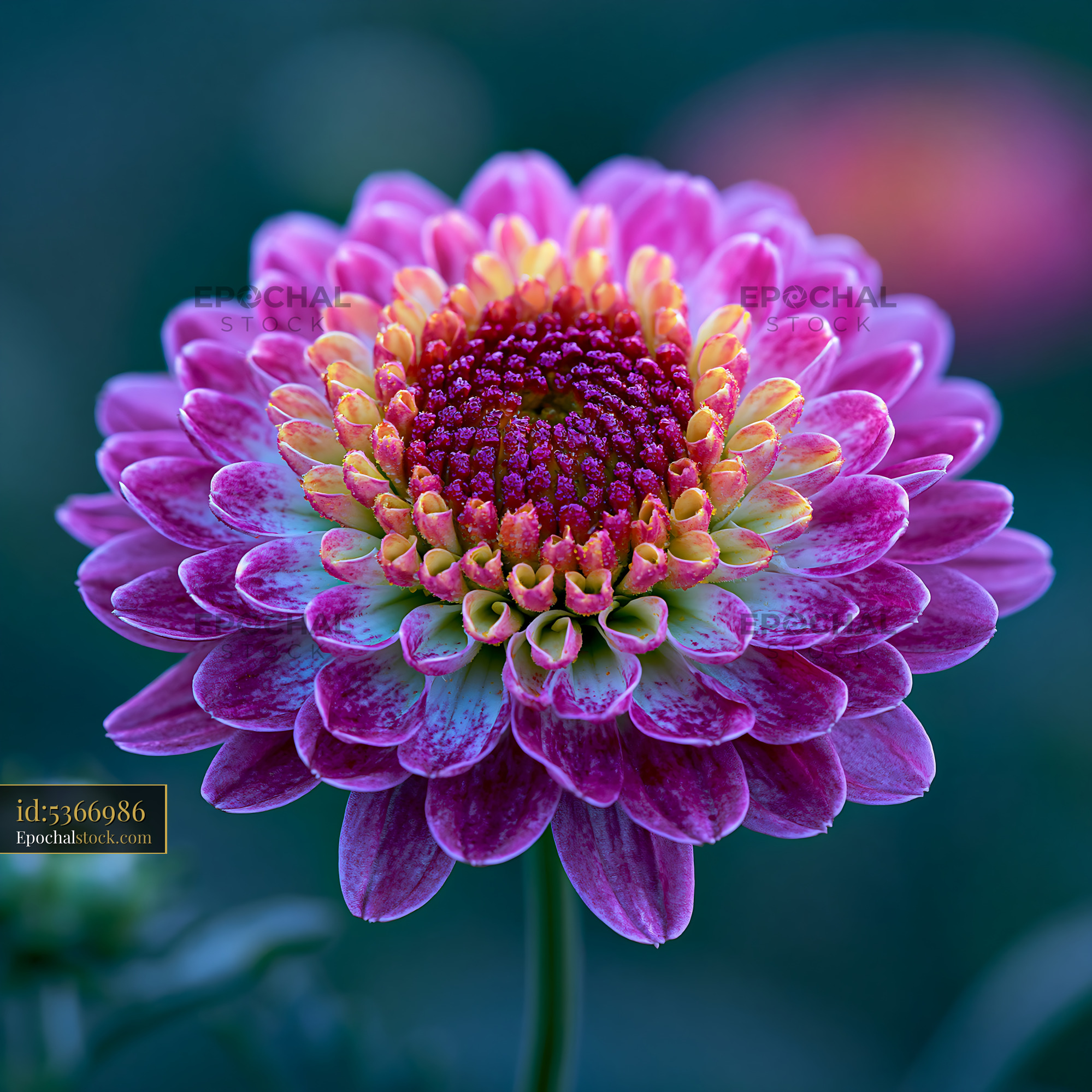 Flower Blooms With Vibrant Petals and Intricate Details - stock photo