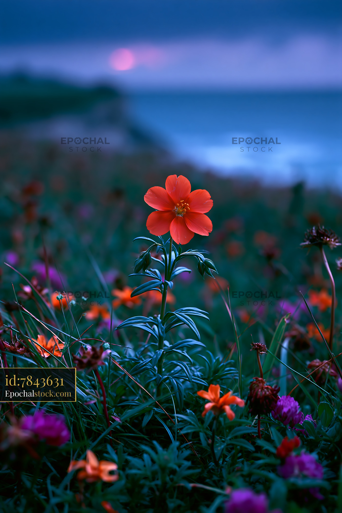 Watermarked full-resolution preview of Orange flower blooms in a field by the sea at dusk