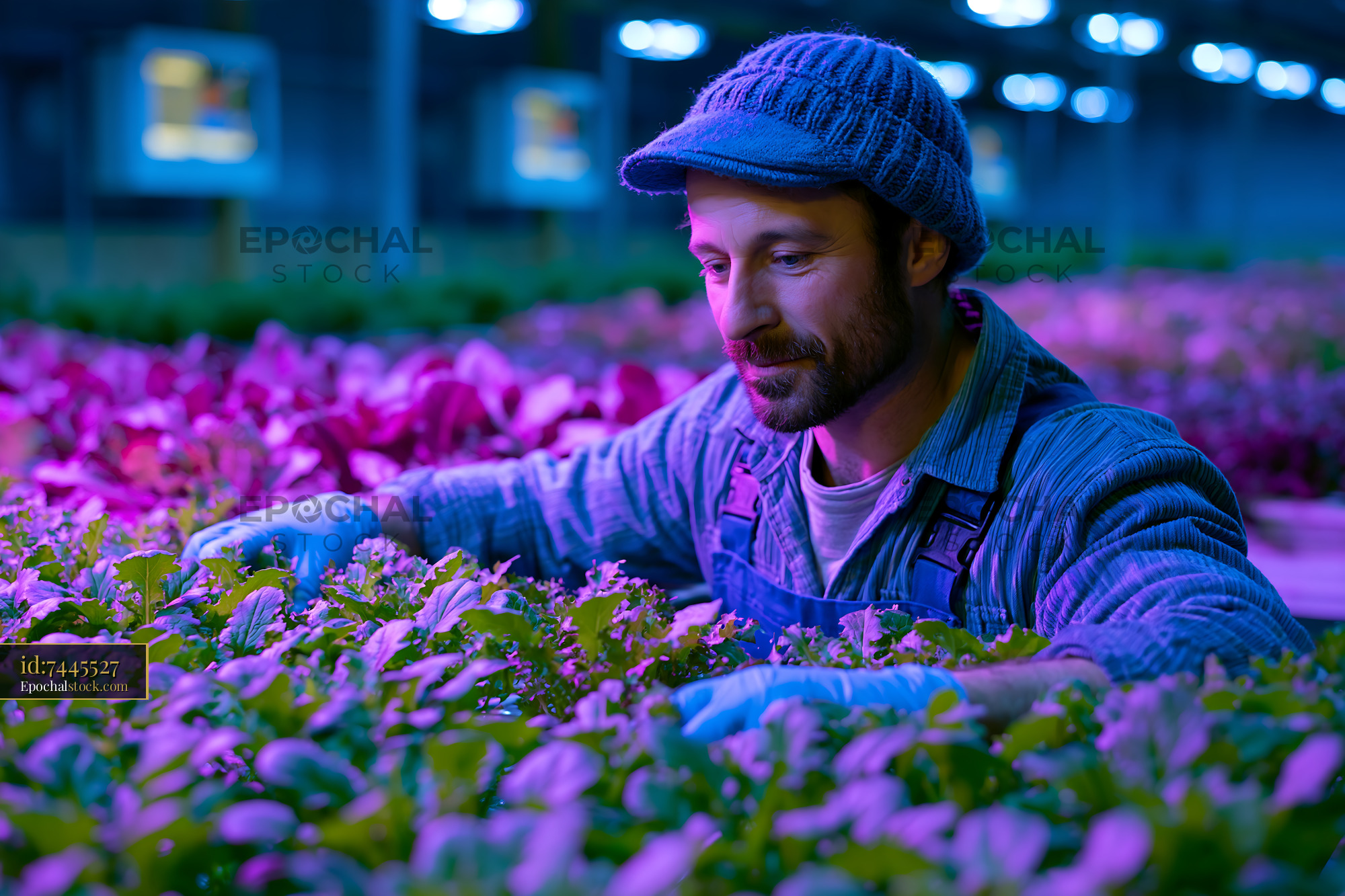 Watermarked full-resolution preview of Gardener tending to plants in a greenhouse under artificial light