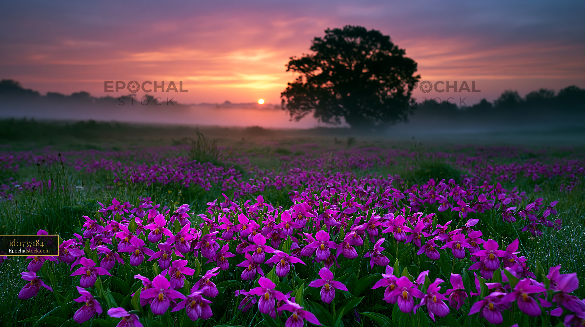 Watermarked full-resolution preview of Purple orchids bloom under sunrise in a misty field