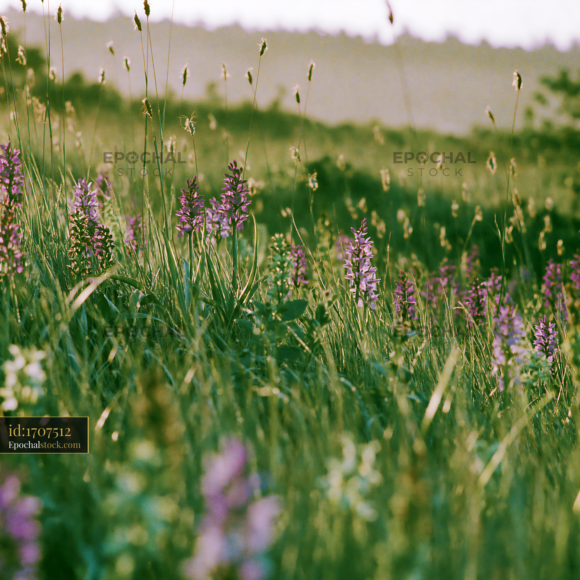 Watermarked full-resolution preview of Wildflowers growing in a field during sunset