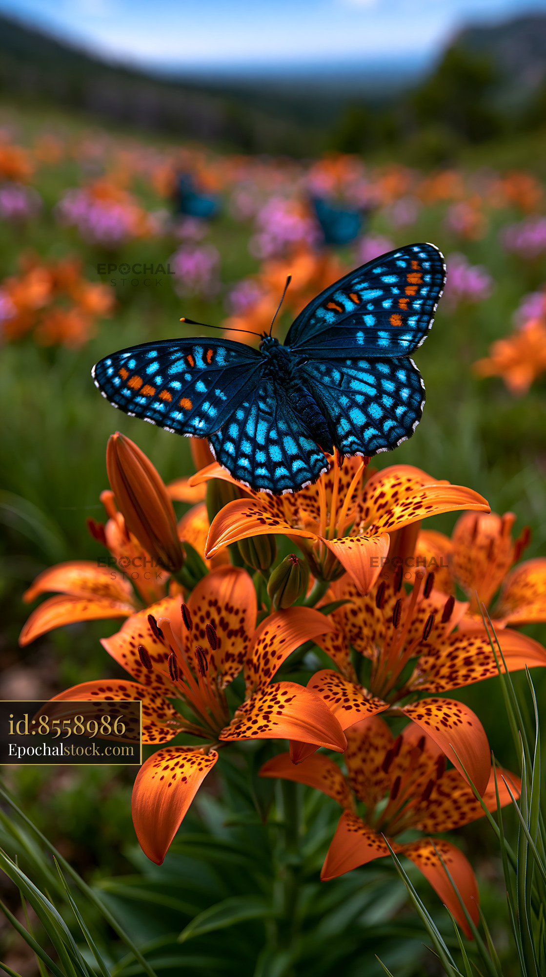 Watermarked full-resolution preview of Colorful butterfly resting on an orange lily