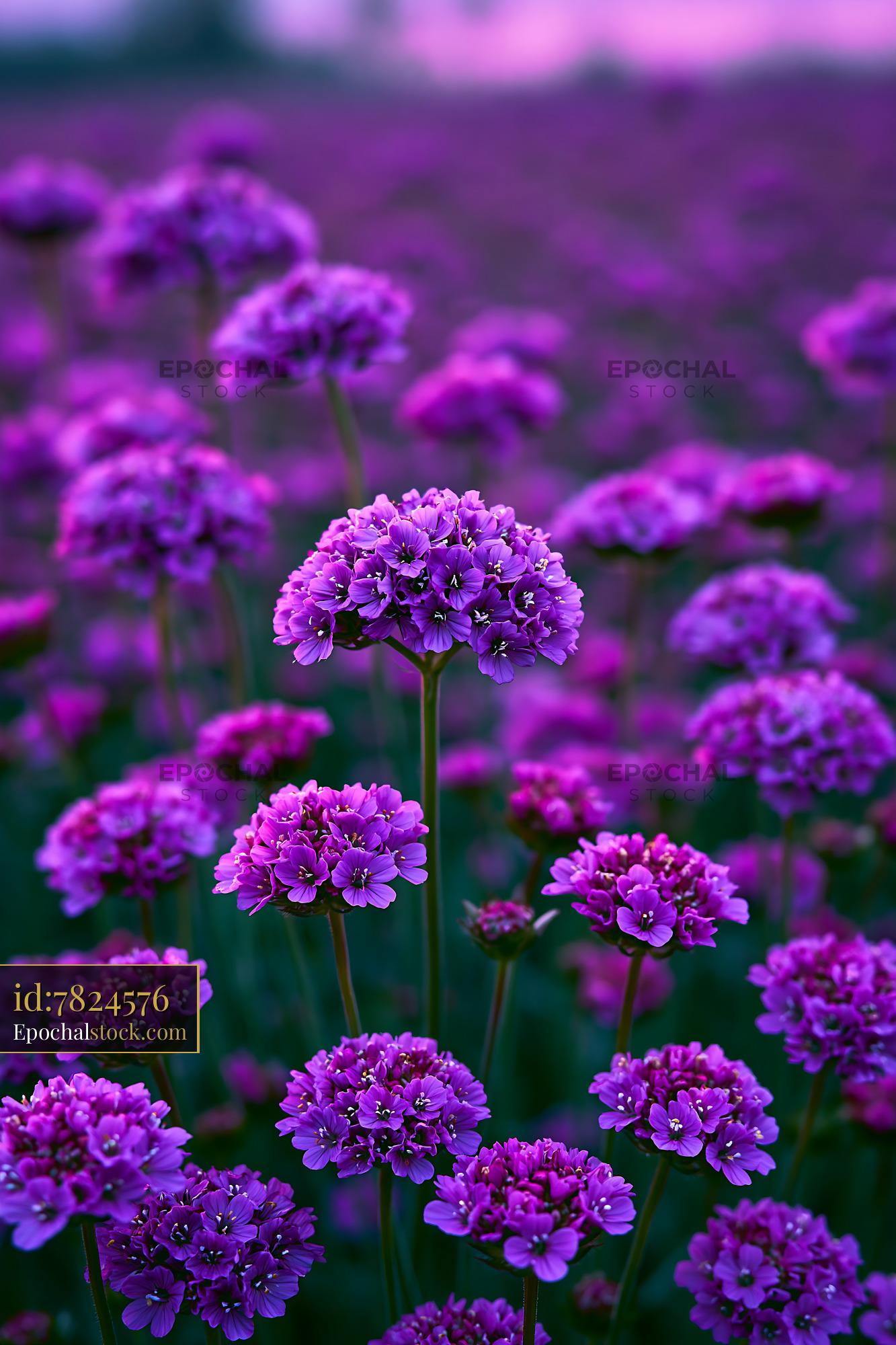 Purple Flowers Bloom in a Field During Evening Light - stock photo