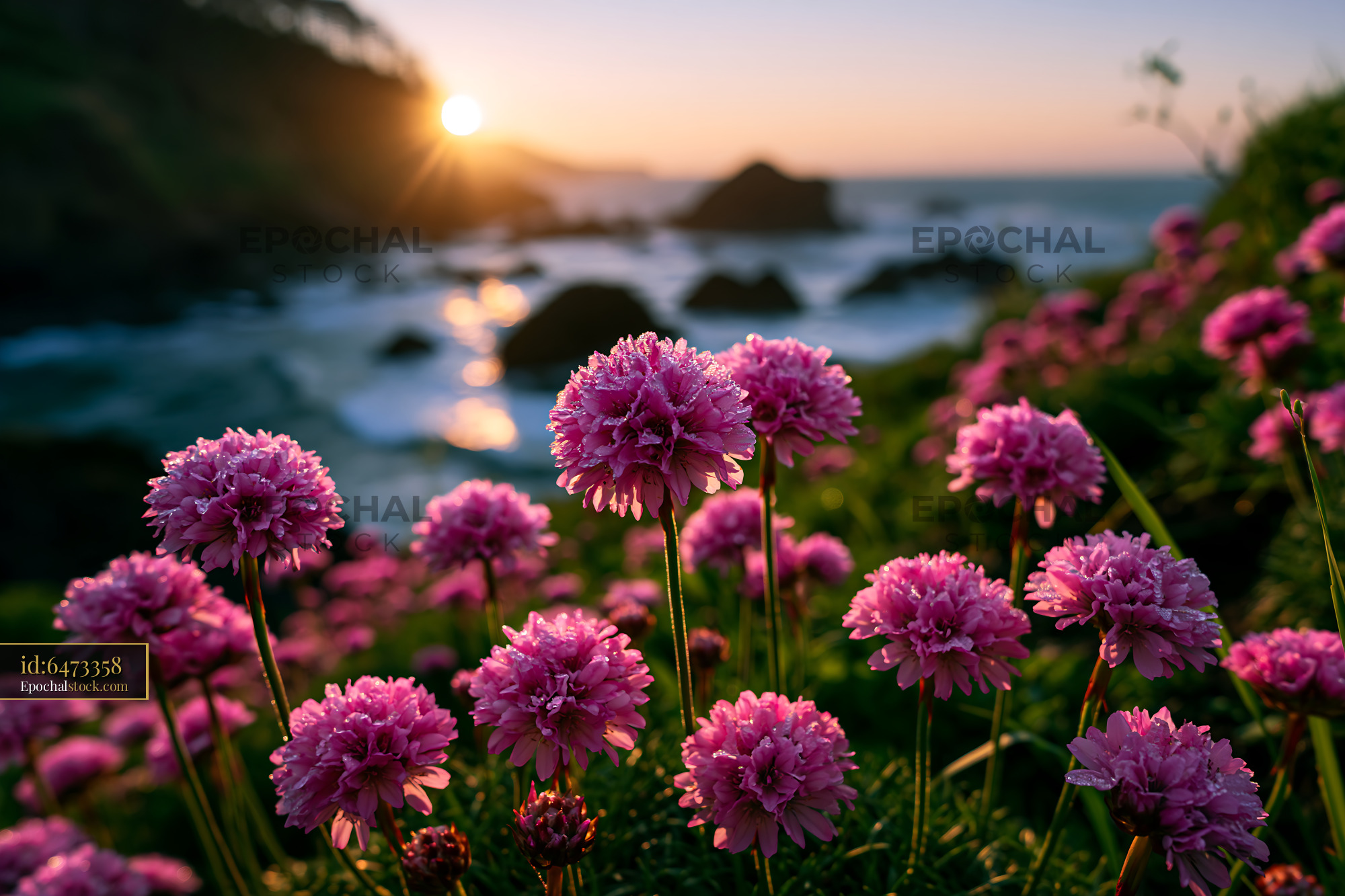 Watermarked full-resolution preview of Flowers bloom at sunset near the coast