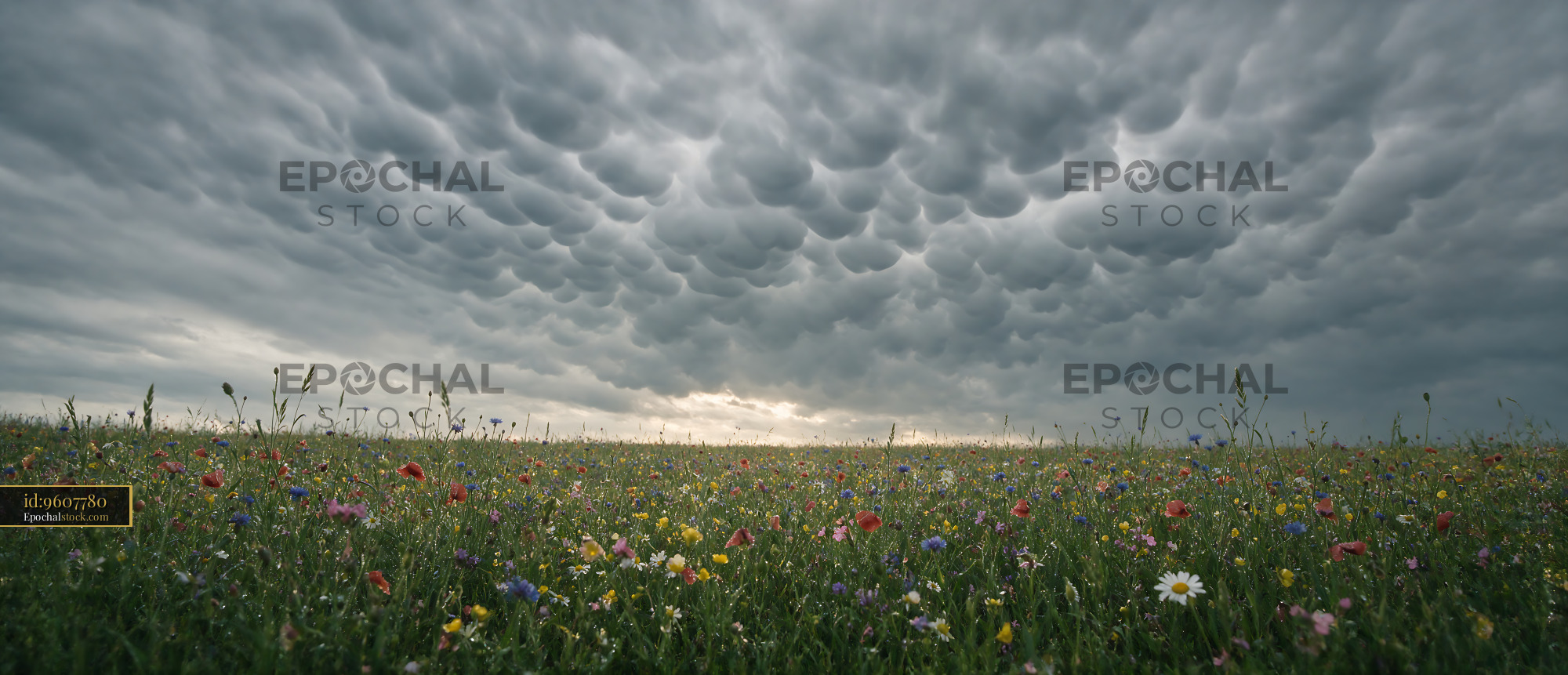 Wildflower Meadow Under a Cloudy Sky During Spring Season - stock photo