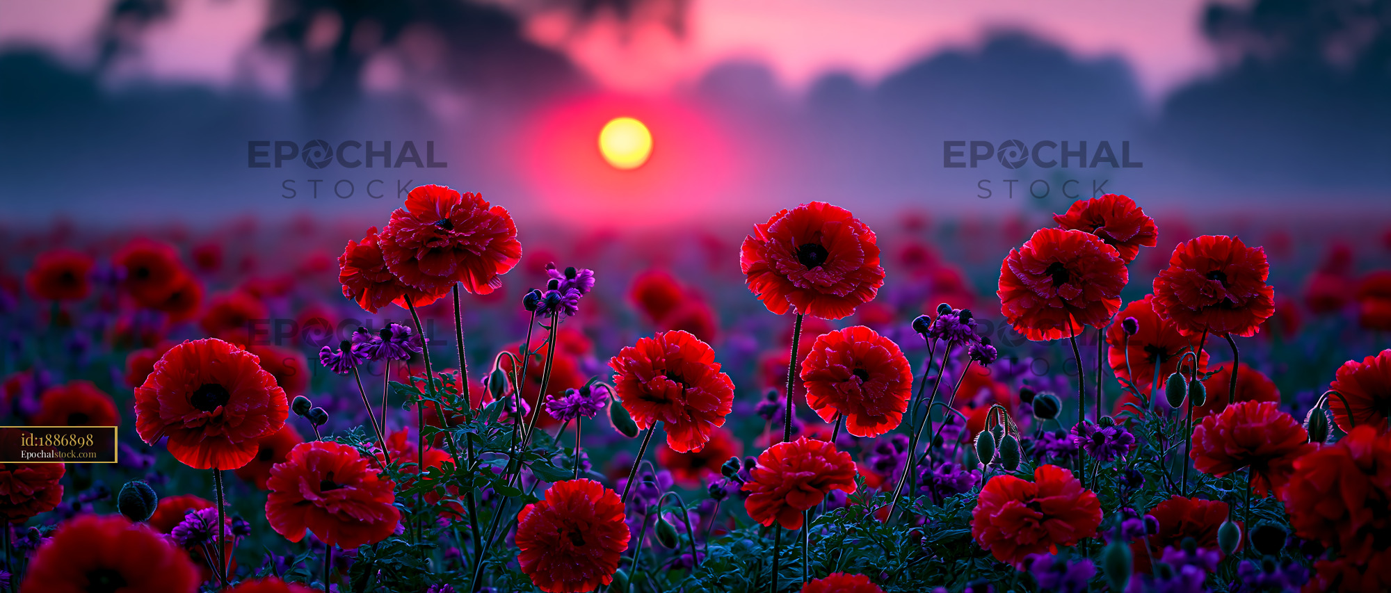 Watermarked full-resolution preview of Vibrant red flowers blooming under sunset sky
