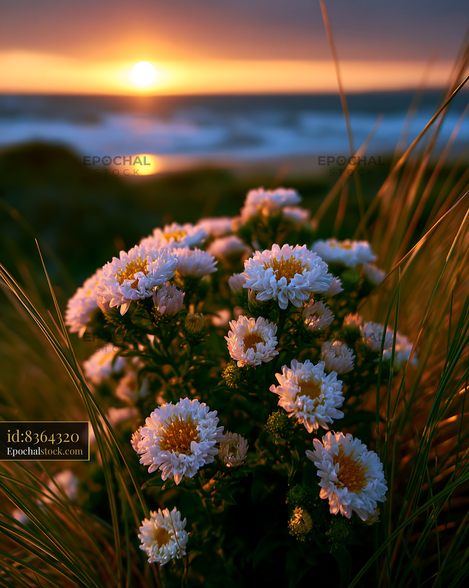 Watermarked full-resolution preview of Flowers against sunset at the beach