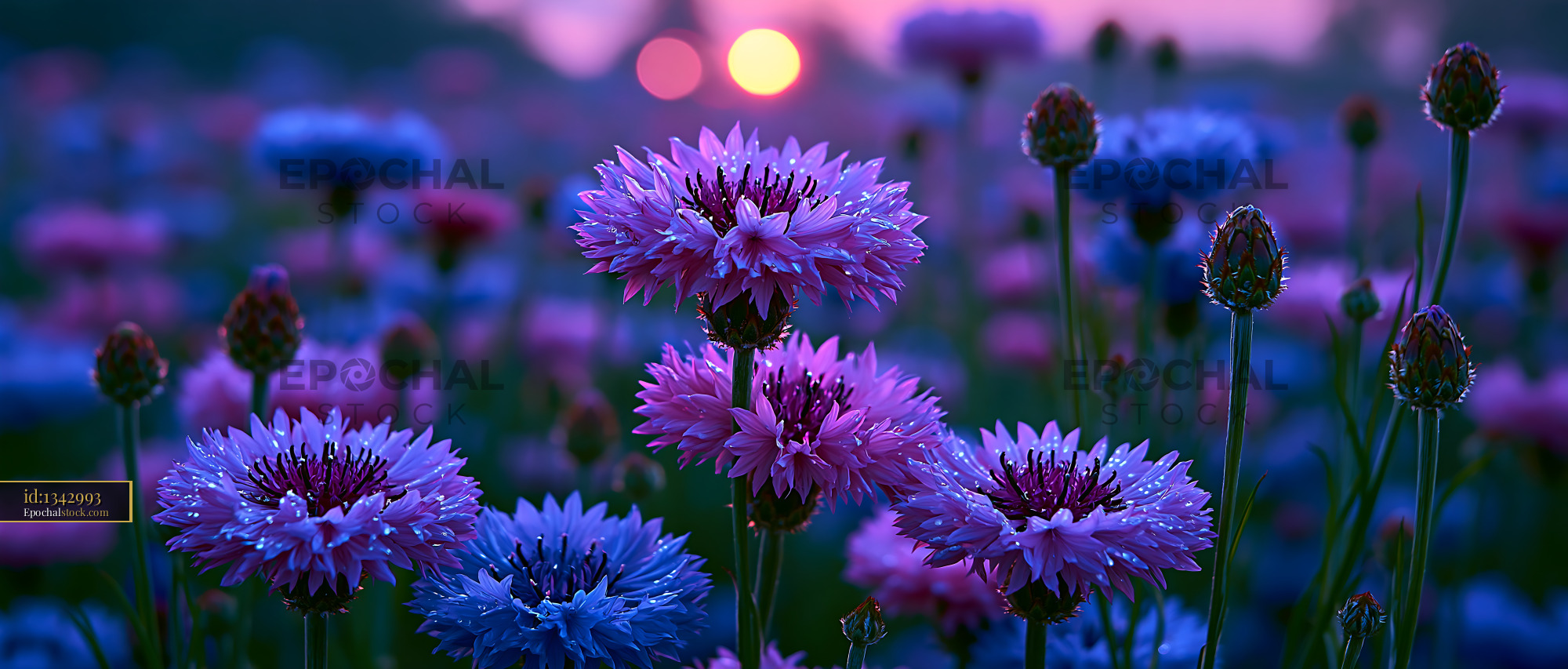 Watermarked full-resolution preview of Colorful flowers blooming at sunset in a field