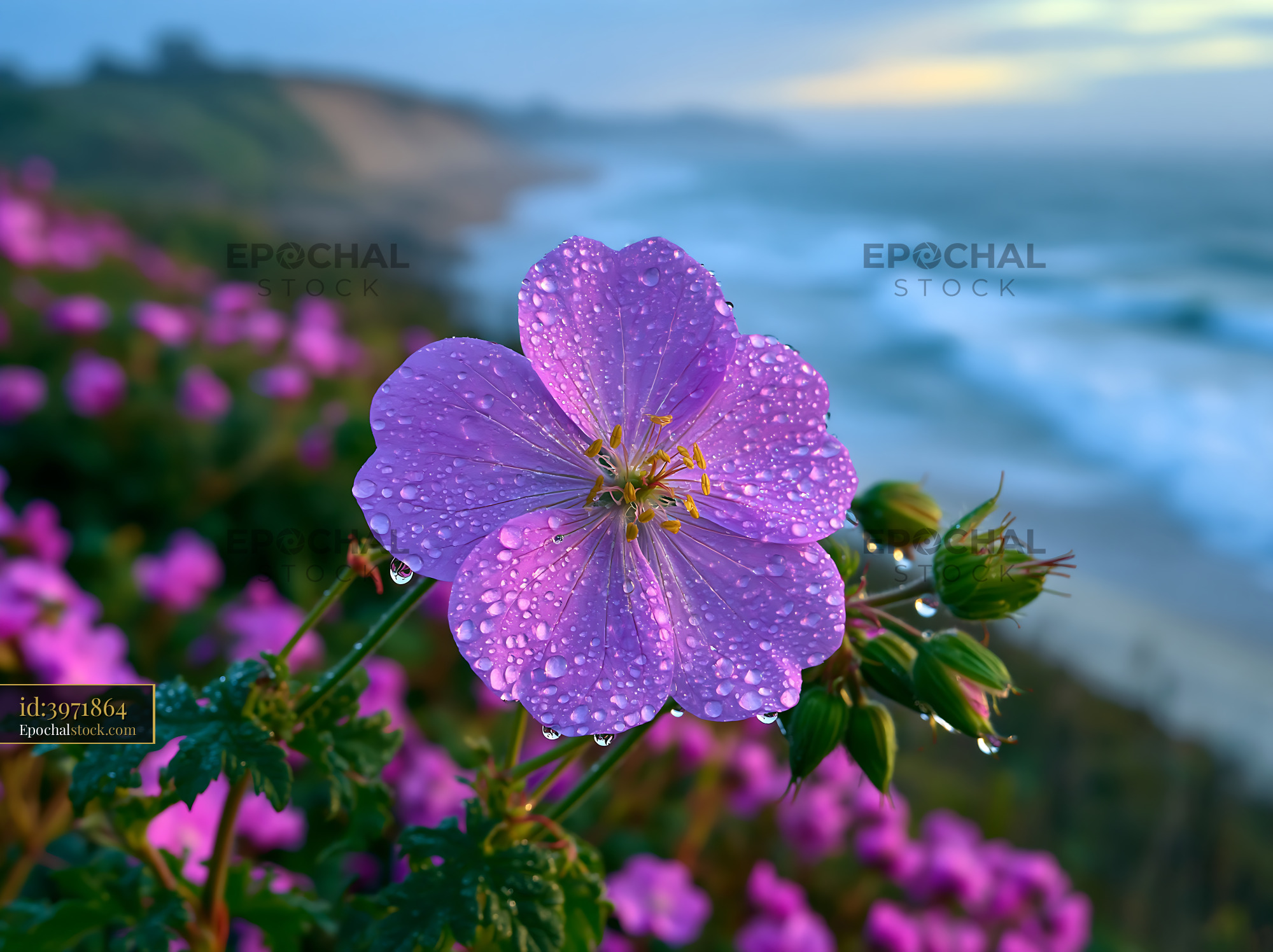 Watermarked full-resolution preview of Purple flower with water droplets near ocean landscape
