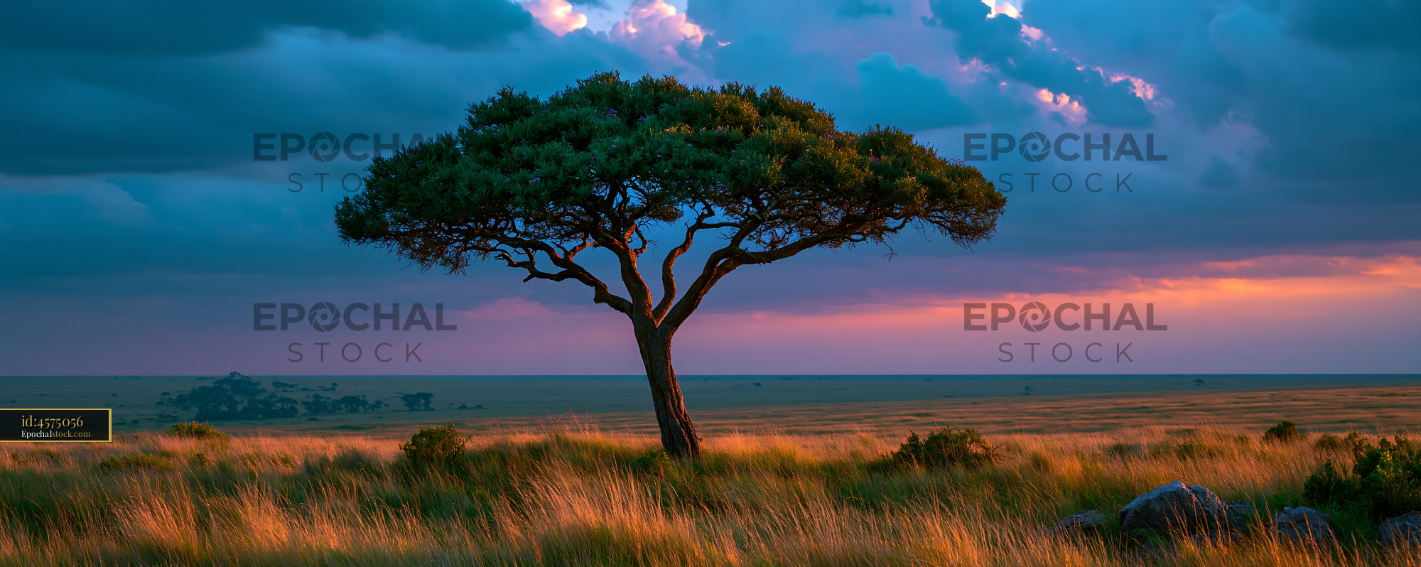 Watermarked full-resolution preview of Solitary Tree and Golden Grass Under Colorful Storm Clouds