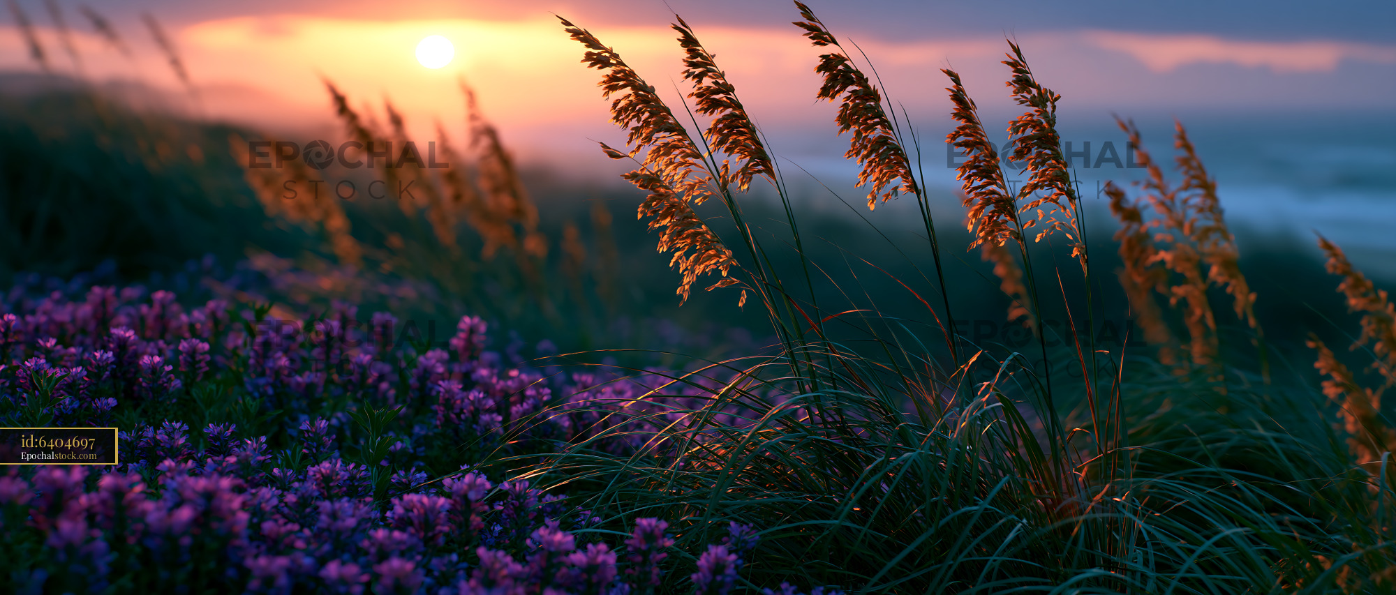 Watermarked full-resolution preview of Golden grasses sway at sunset over purple flowers