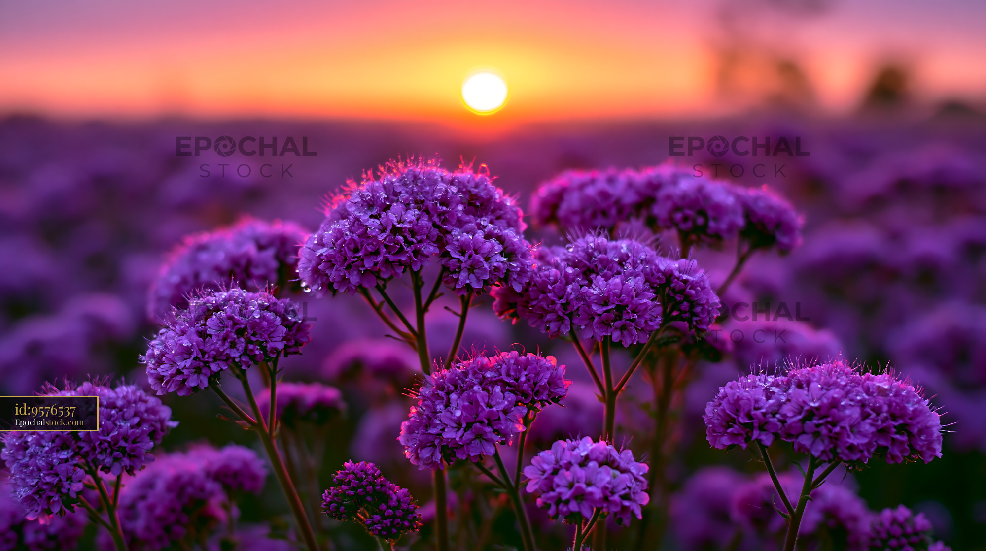 Watermarked full-resolution preview of Purple flowers in field during sunset